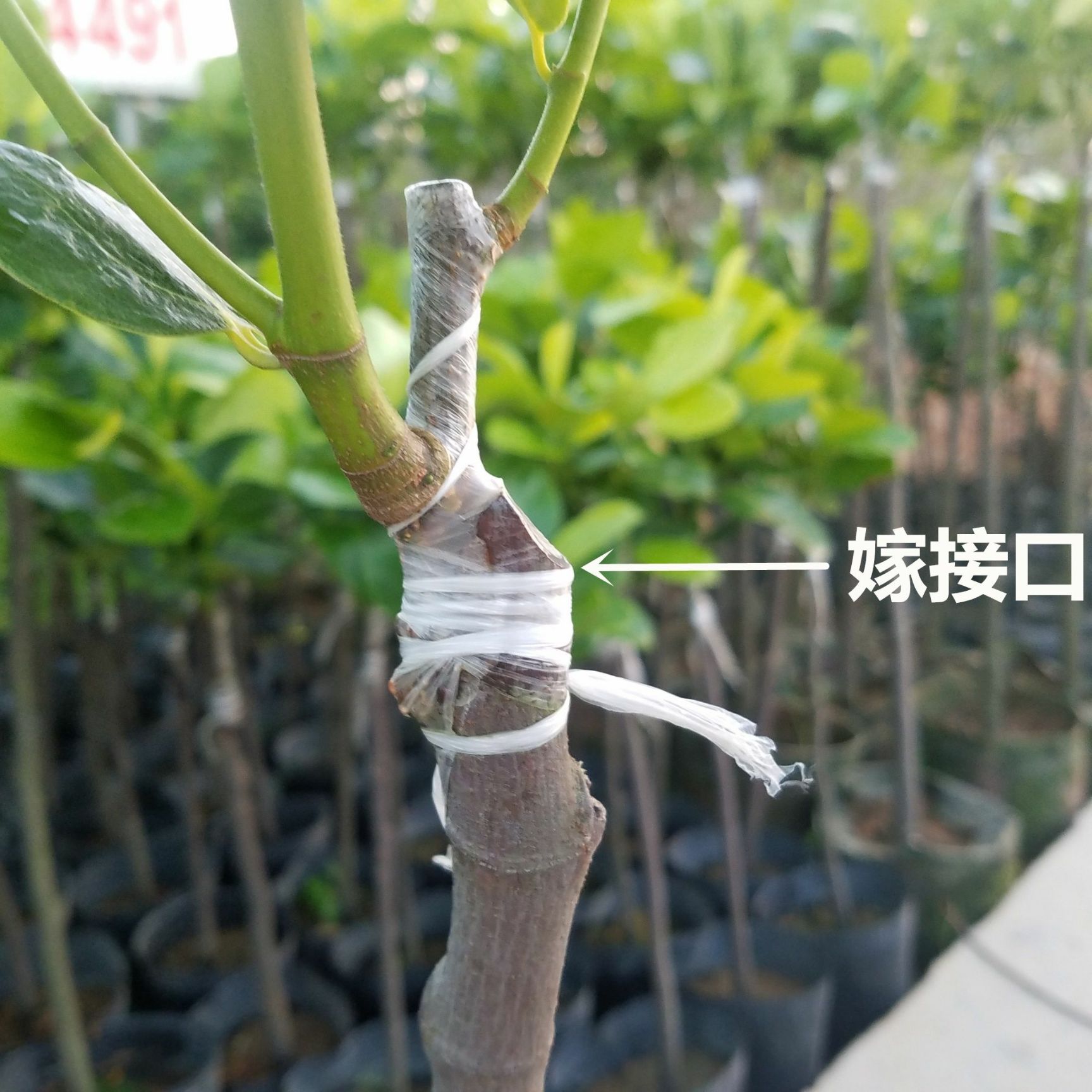 红肉菠萝蜜苗 四季泰国红肉菠萝蜜8号正品嫁接苗