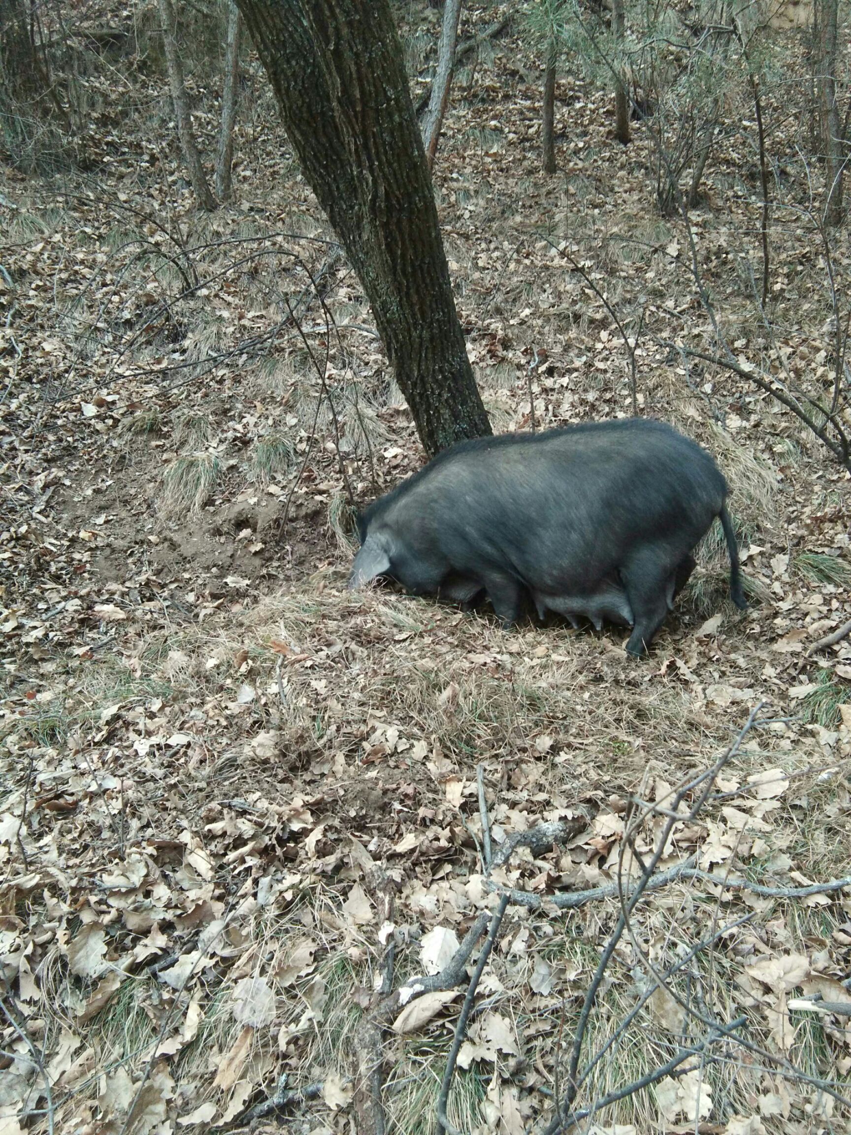 黑猪80斤以上 散养跑山黑猪