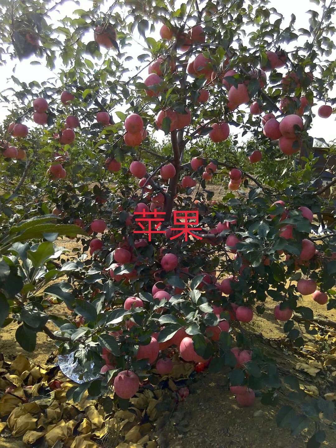 寒富苹果树苗 1~1.5米