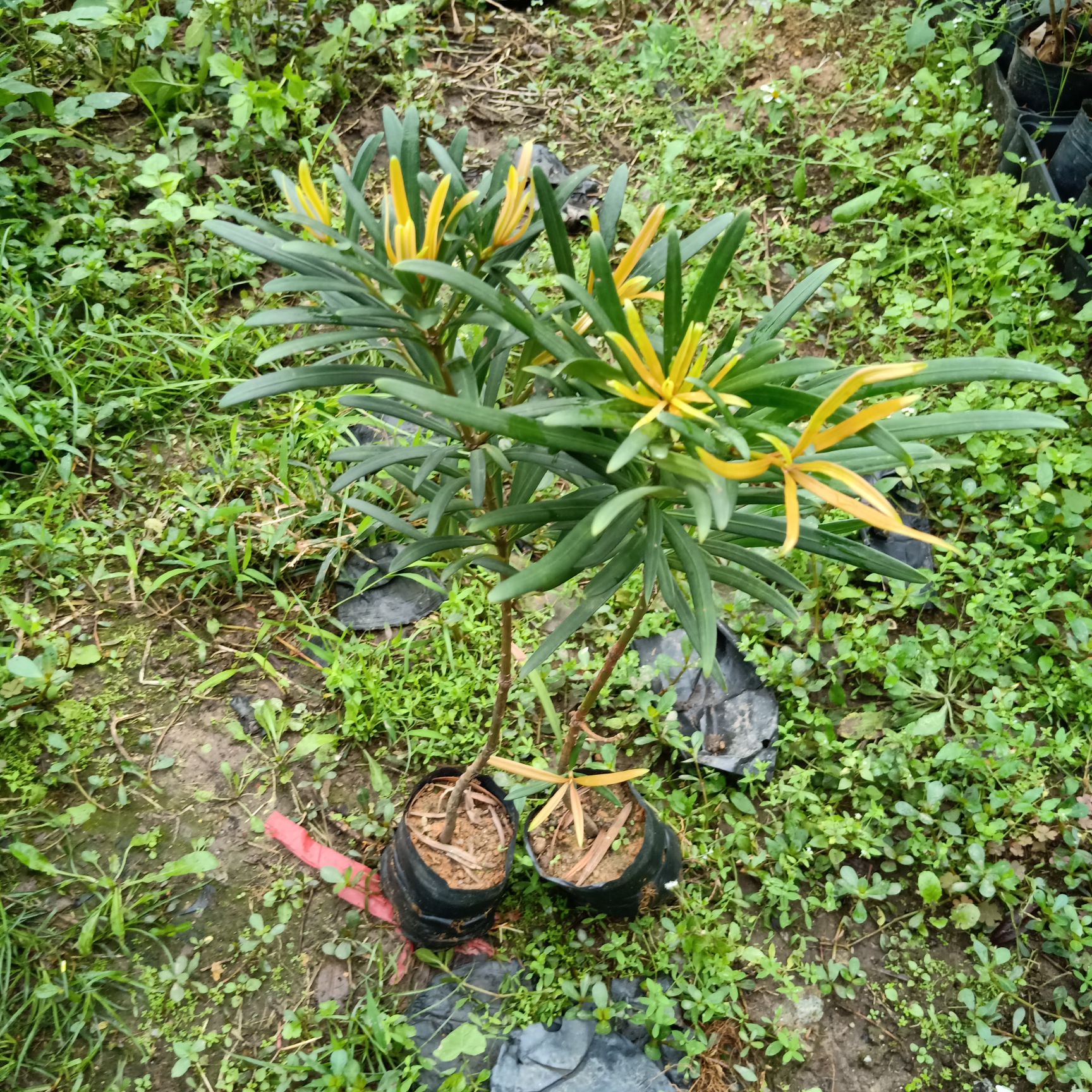海岛罗汉松盆景苗 真趣罗汉松 红芽罗汉松树苗 稀有树种