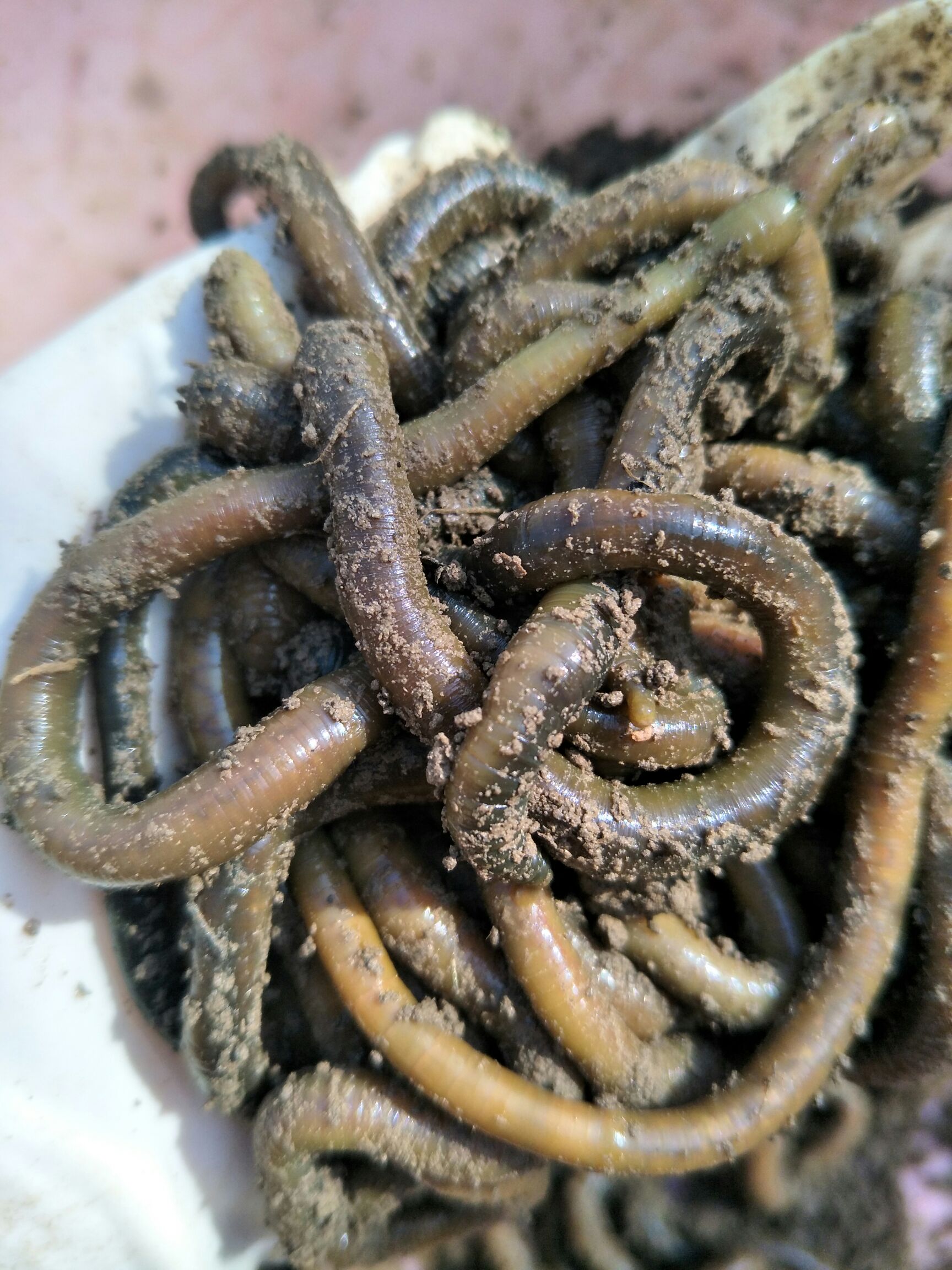 [野生蚯蚓批发]野生蚯蚓 蚯蚓活体大蚯蚓钓黄鳝的大青蚯蚓价格15元\/斤 10斤起批