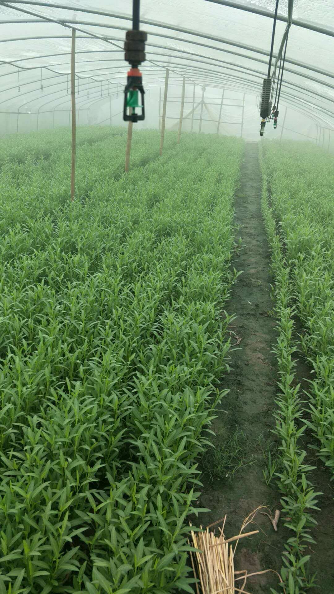 空心菜苗