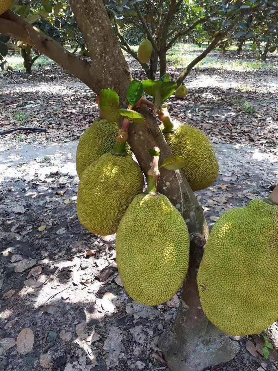 菠萝蜜,红肉菠萝蜜,越南菠萝蜜