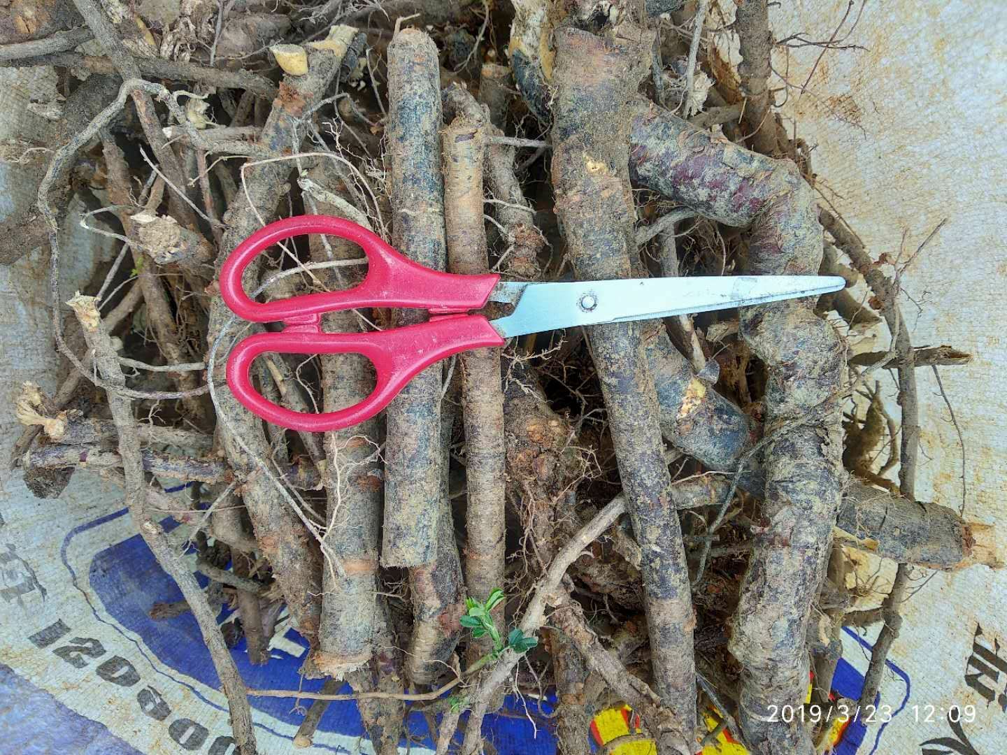 阳雀花苗 贵州非种植中药材金雀儿根干货阳雀花根生货产地正品直销