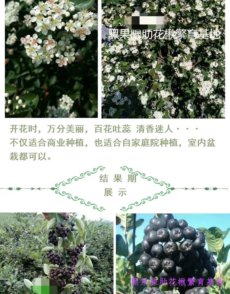 黑果腺肋花楸树苗二年苗