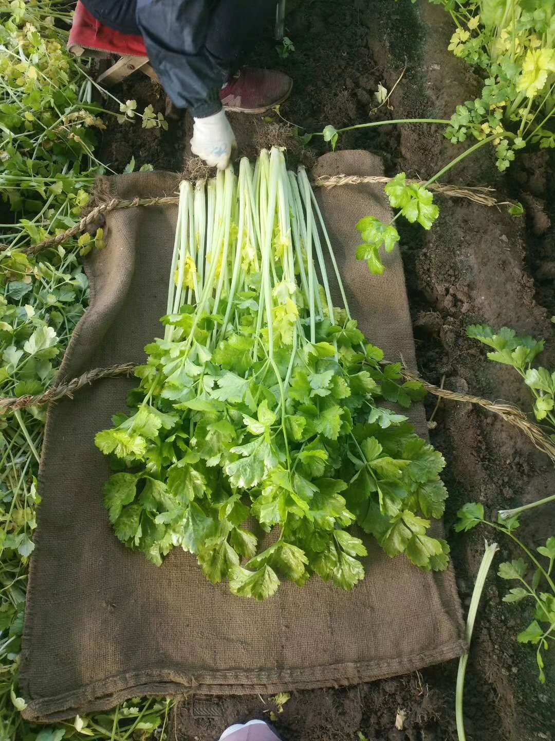 芹菜 马家沟芹菜大叶黄大棚新菜常年有货