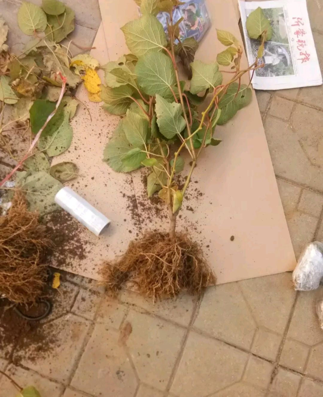 红心猕猴桃苗 盆栽红心猕猴桃,苗圃直发,品种保证.