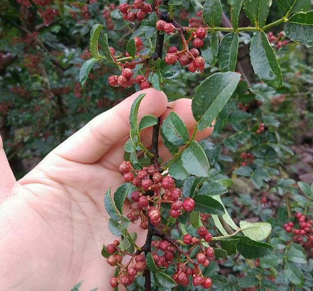 凤椒 一级 干花椒