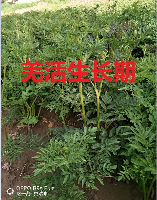 羌活种子 (一手货源)发芽率高