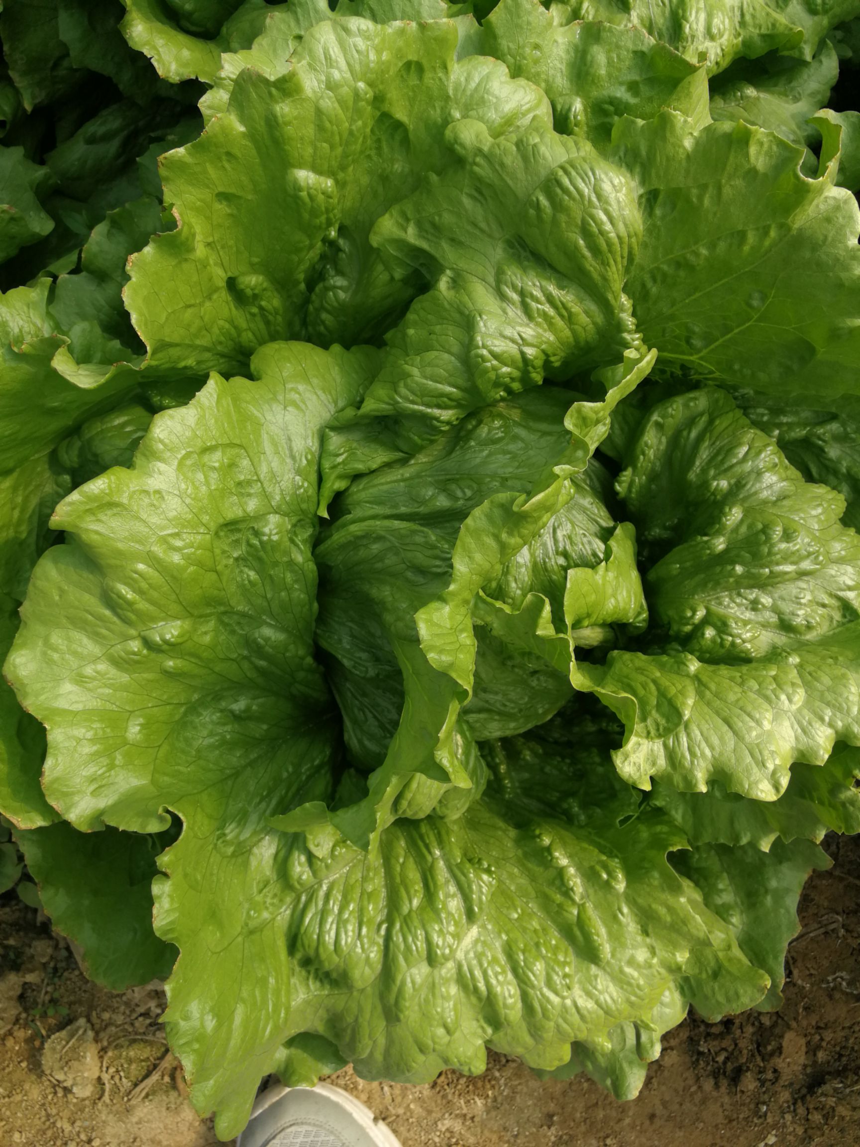供应大厅  蔬菜 生菜  商品属性 品种名:球生菜 品种名:球生菜 单株重
