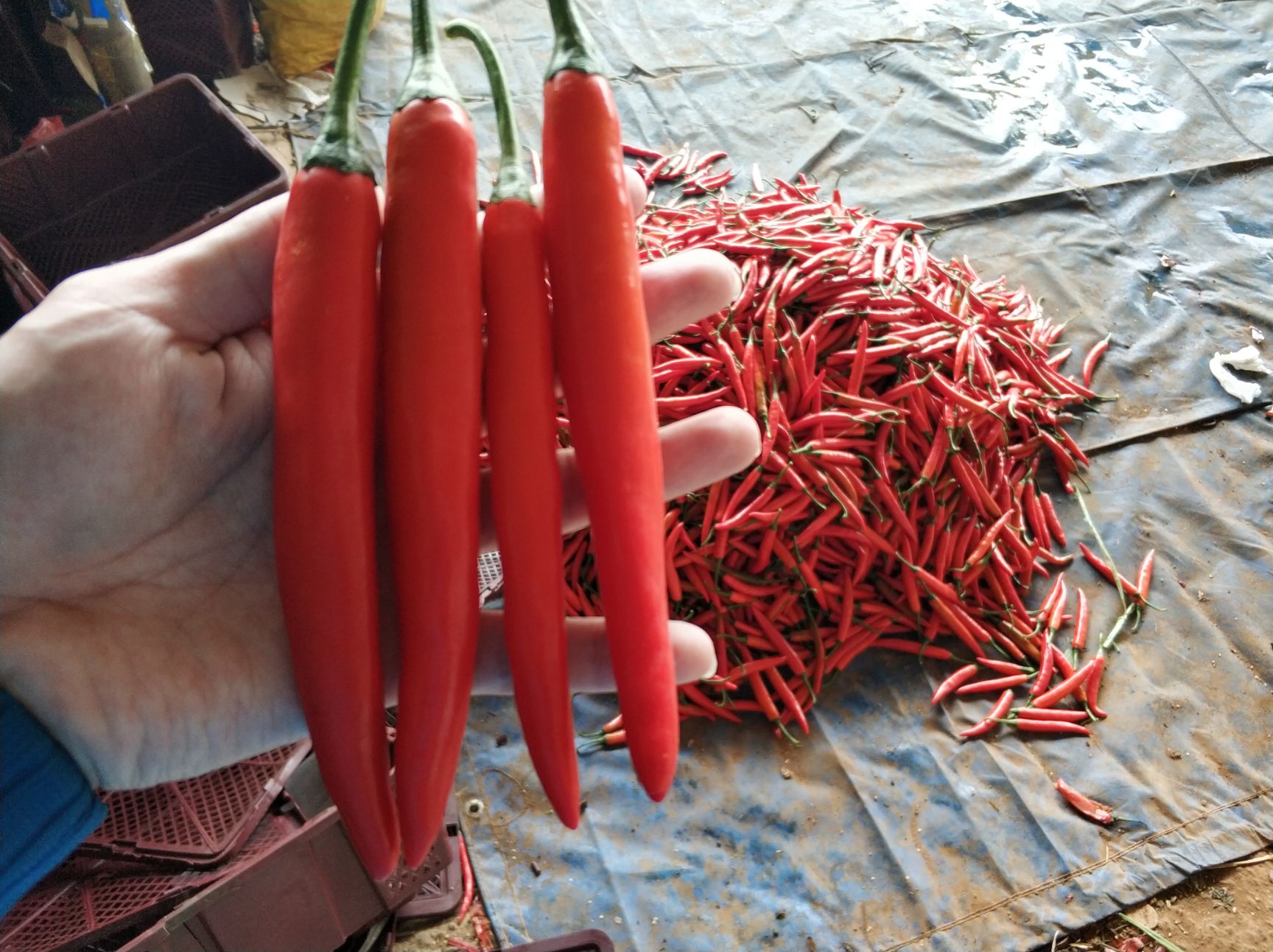 海花红辣椒 10~15cm 中辣 红色