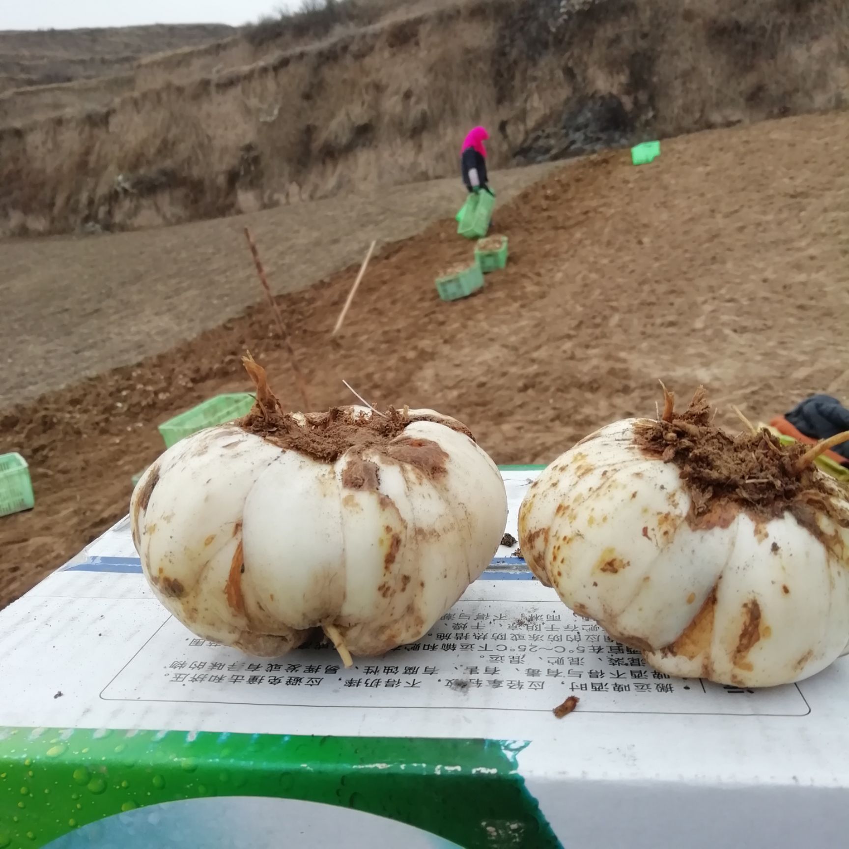 百合种子 兰州鲜百合育种基地