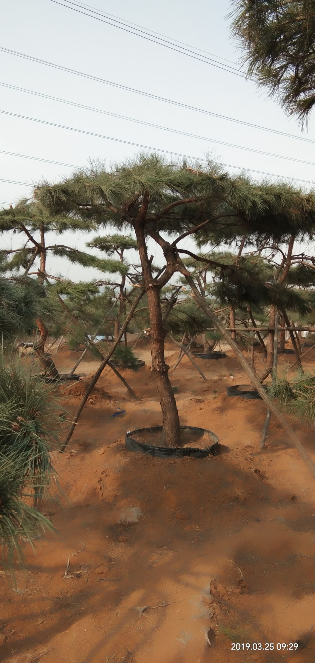 营造型油松,造型黑松,盆景,古树,规格大小都有欢迎大家实地考察**咨询