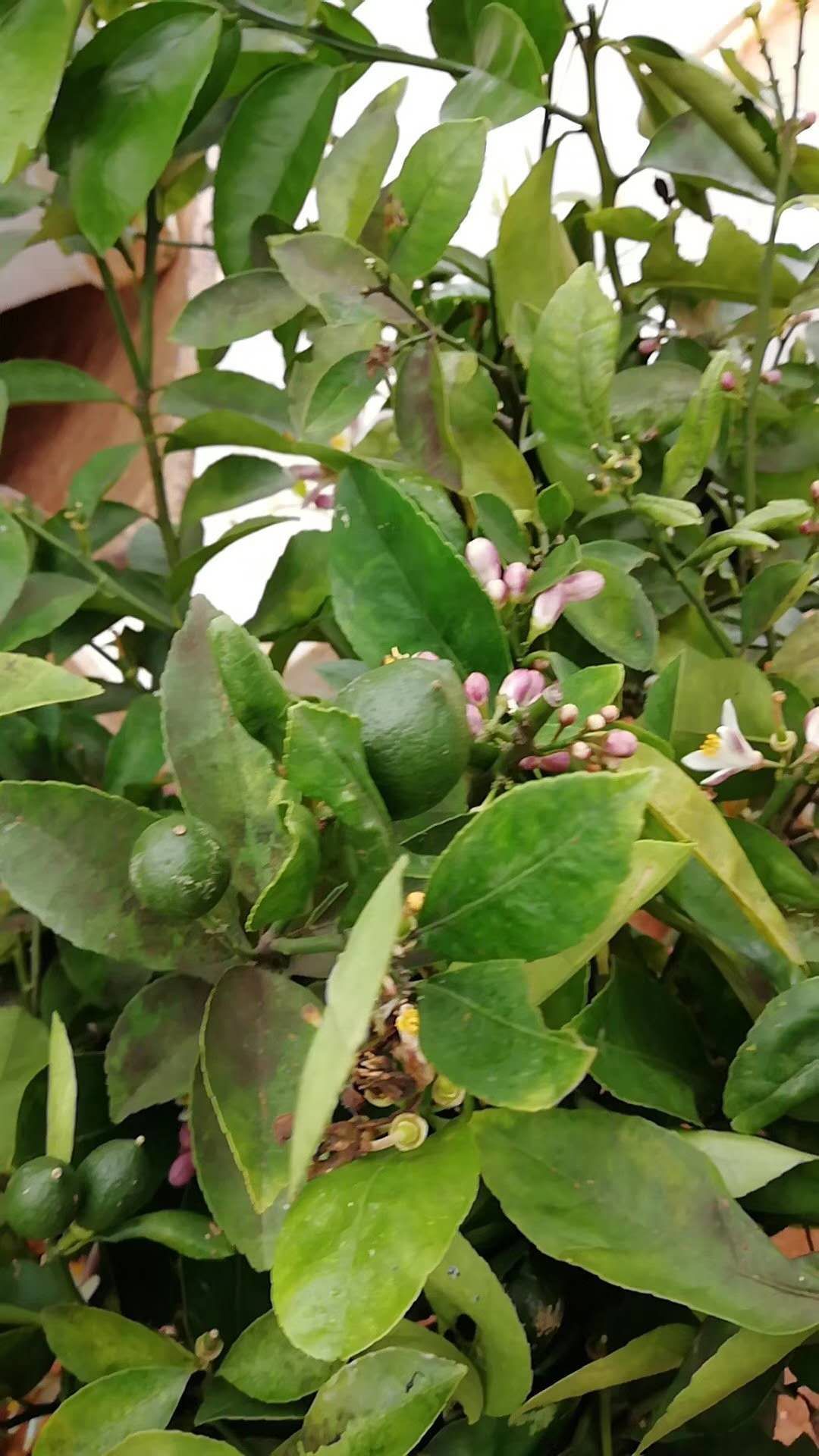 香水柠檬苗
