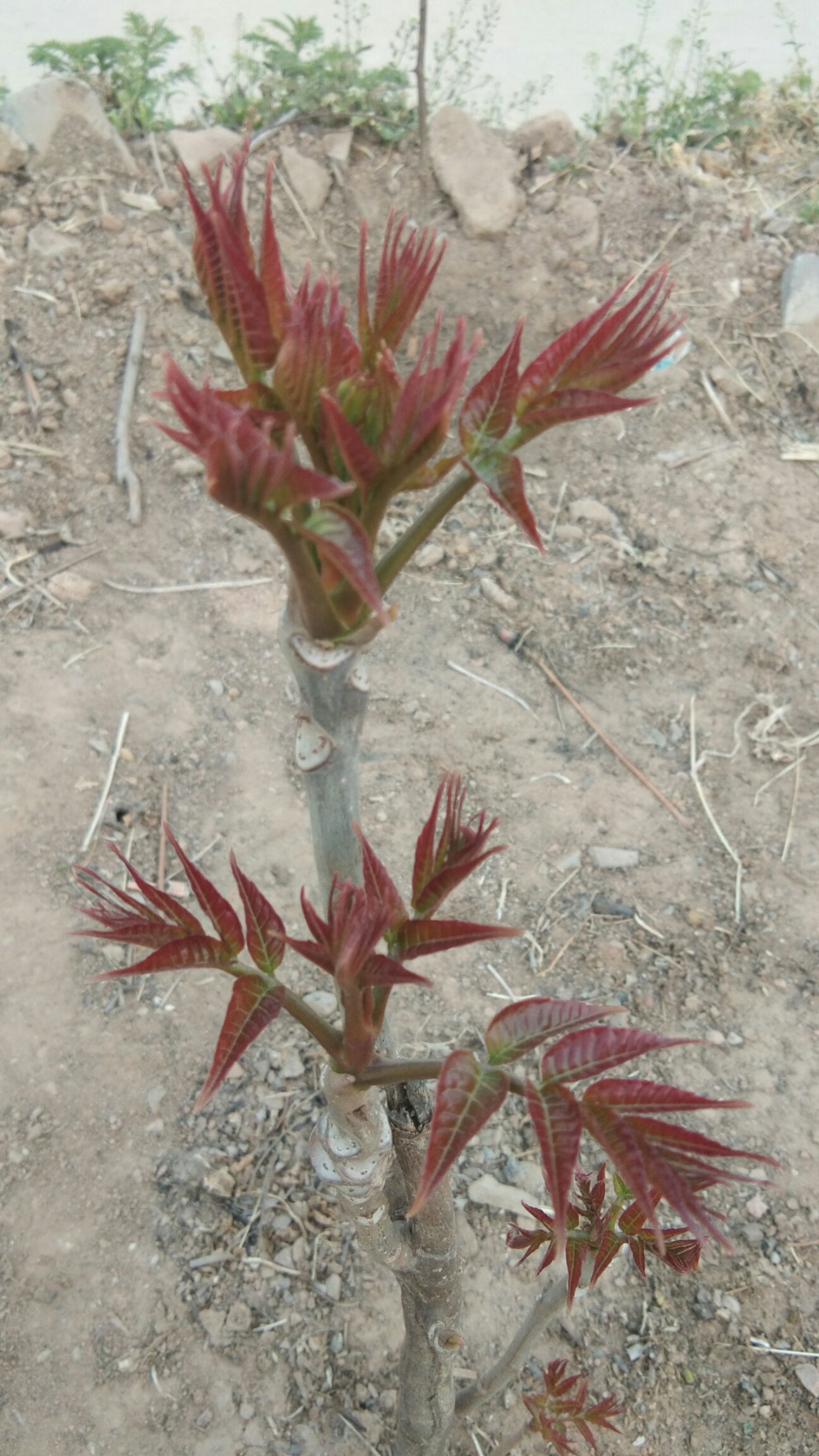 红香椿芽 6~9cm