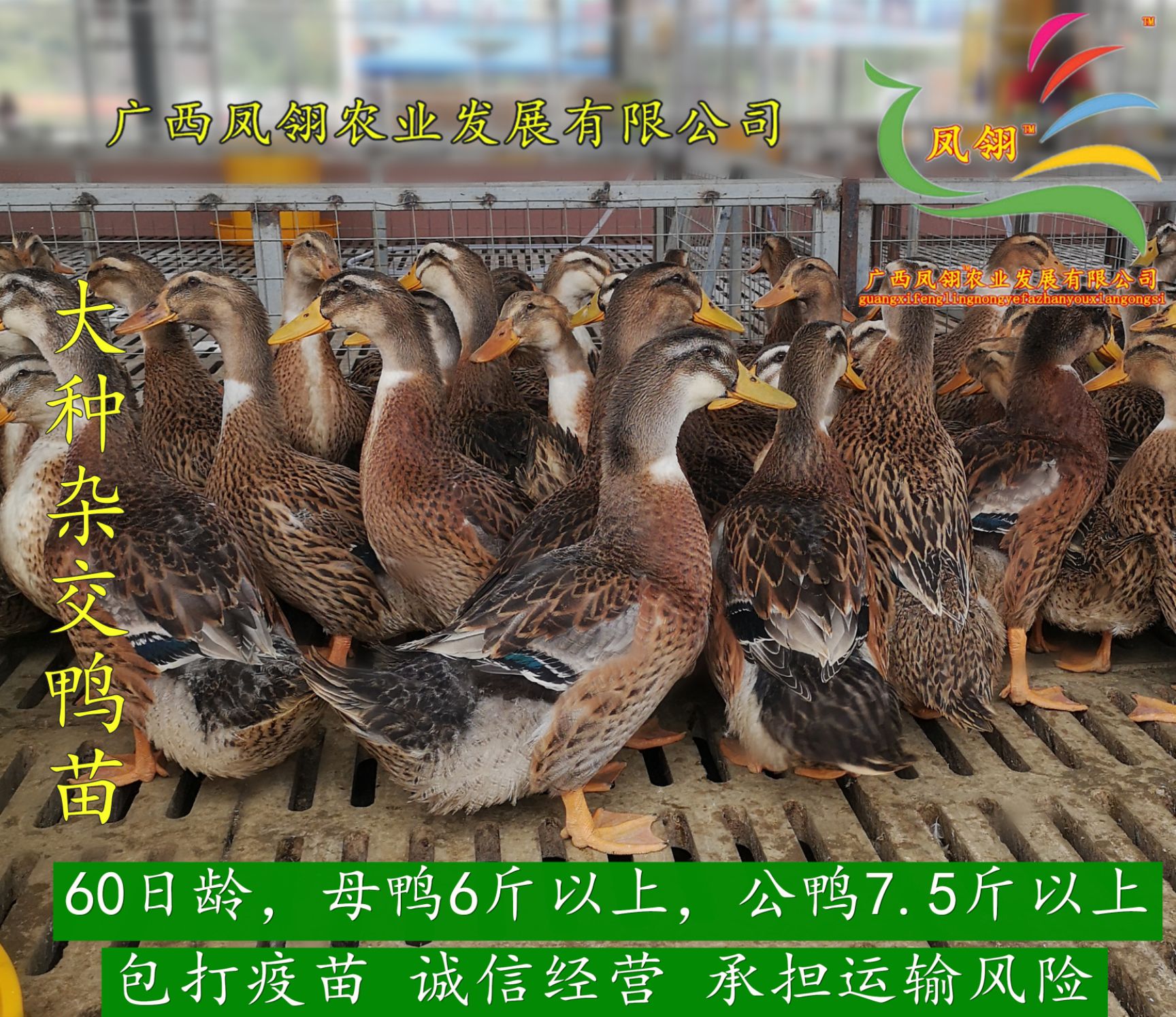 广西南宁兴宁区 大种黄麻鸭苗