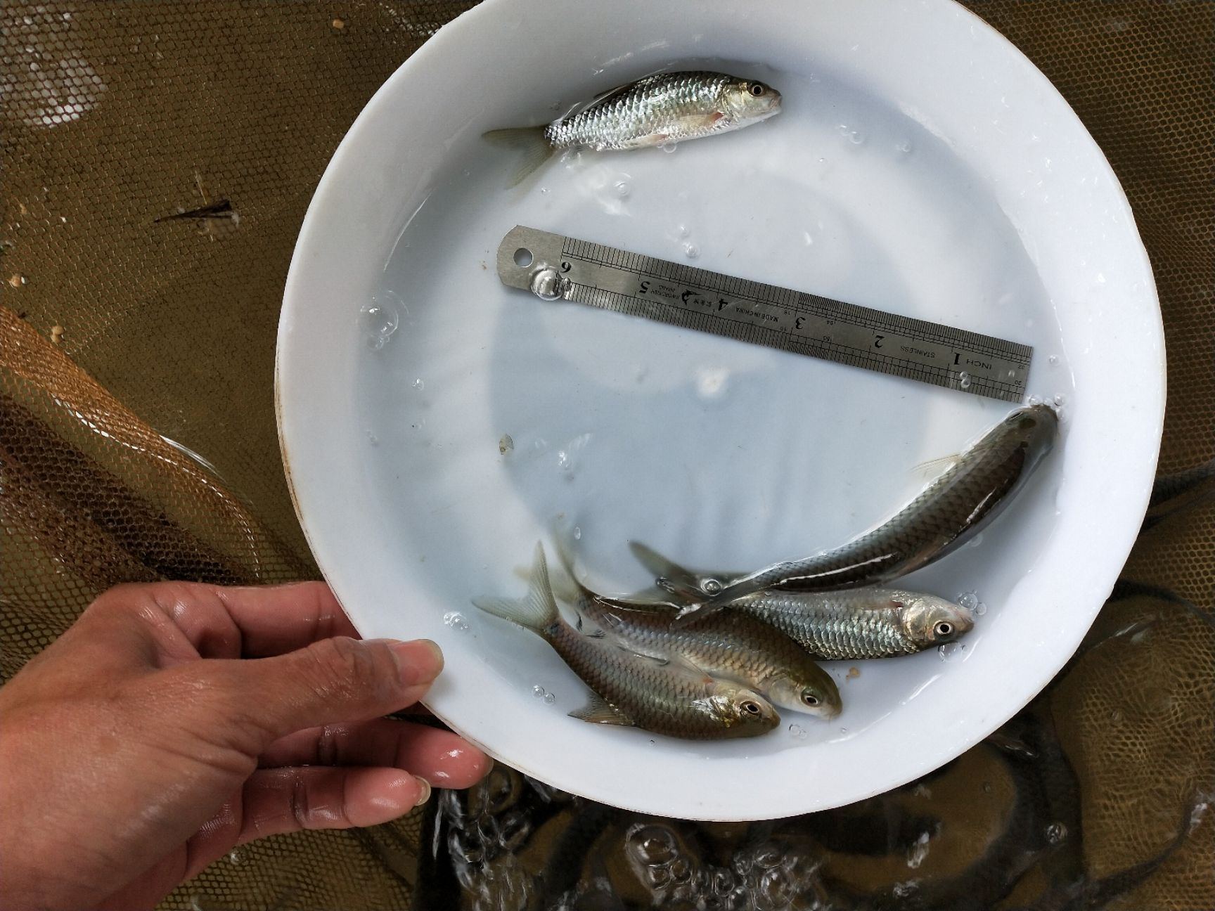 光倒刺鲃鱼苗