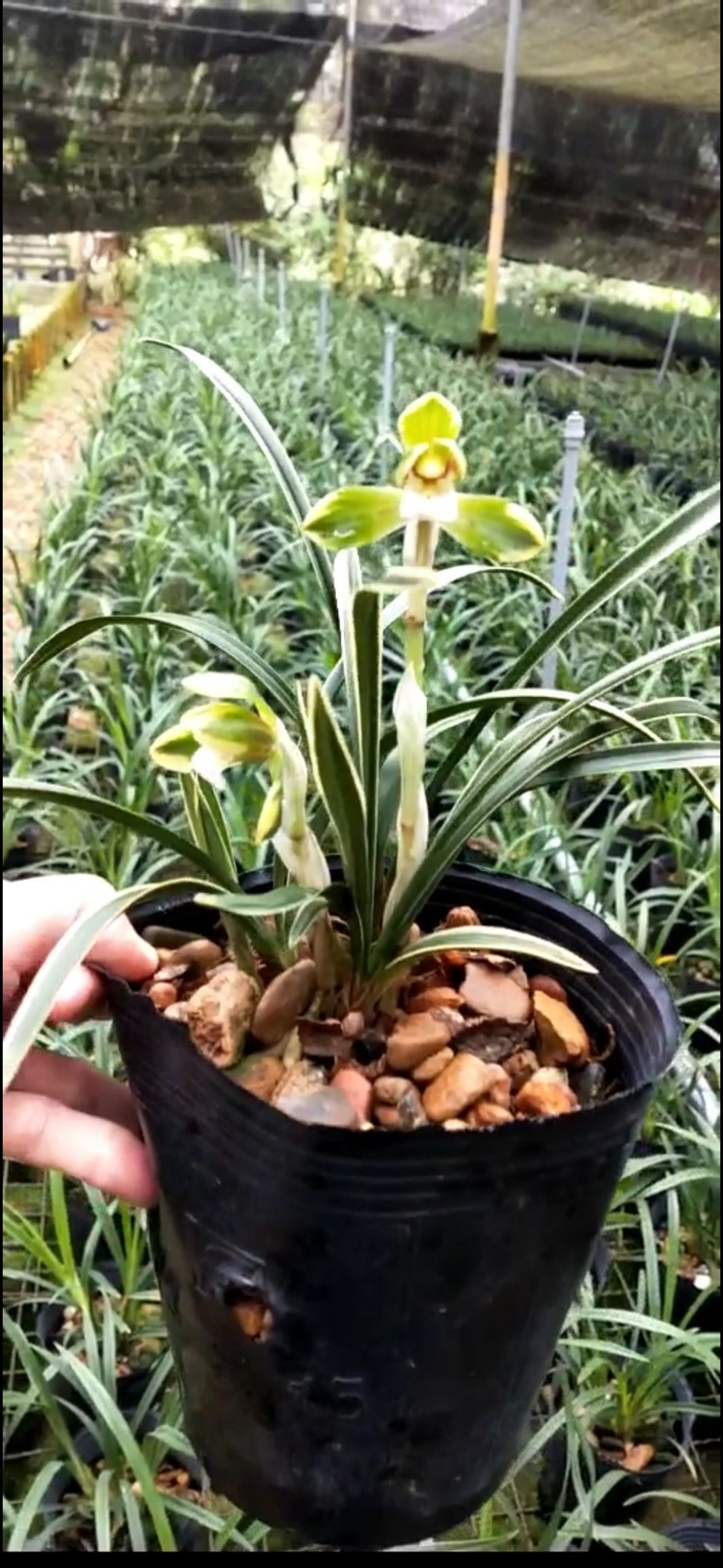 福建漳州南靖县 兰花 春兰 雪山天草