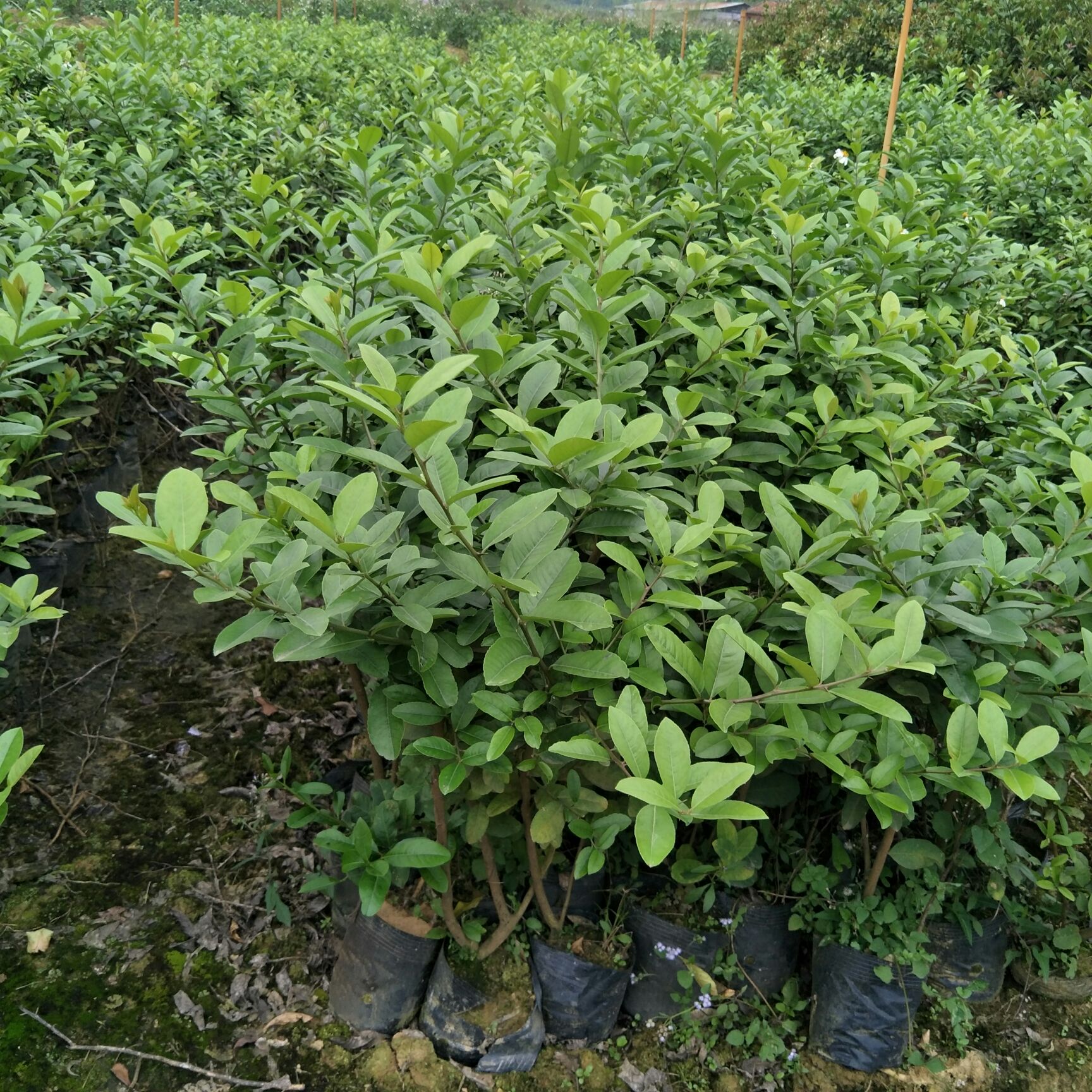 香水柠檬苗