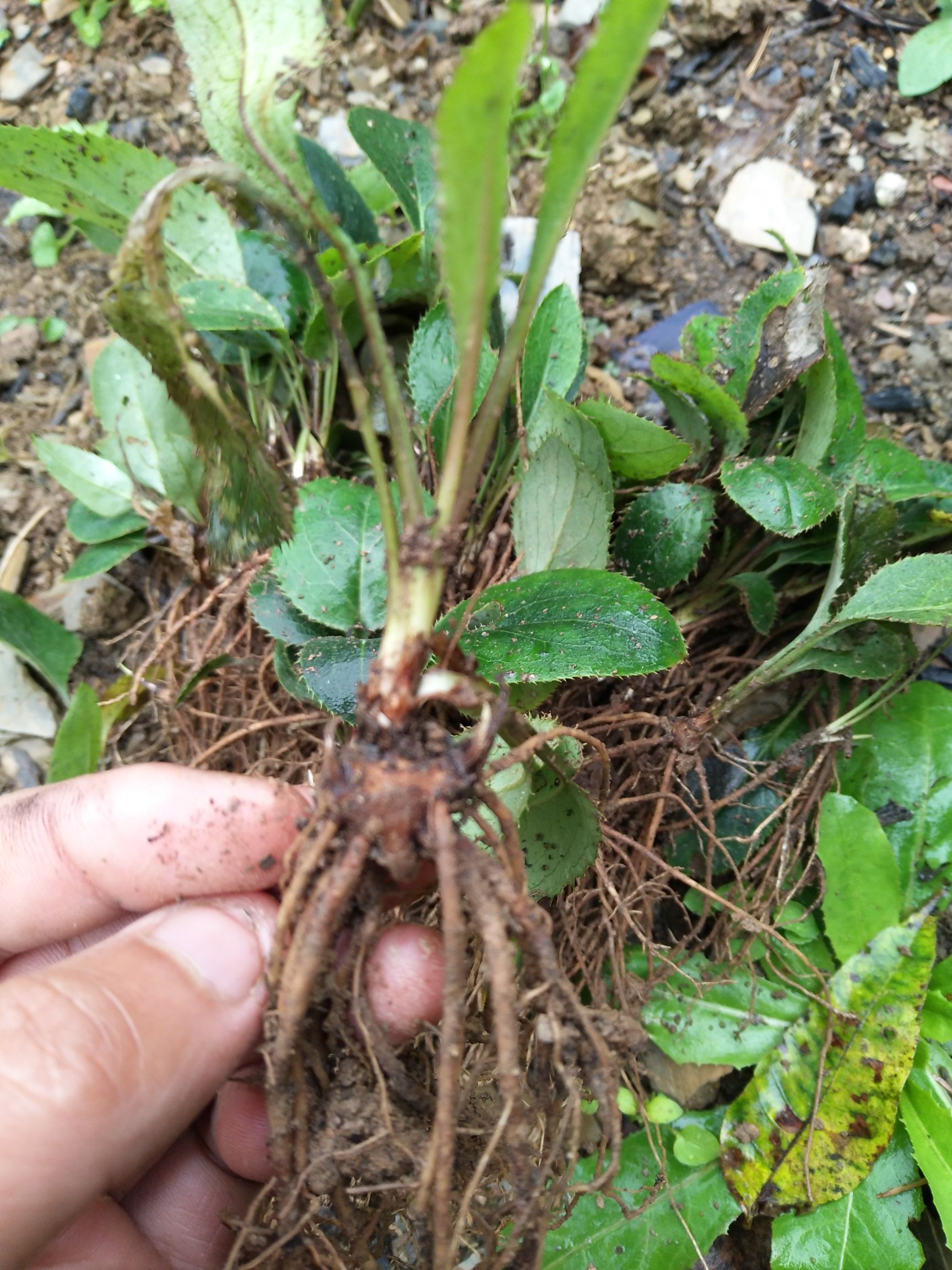 苍术种苗 朱砂点苍术苗