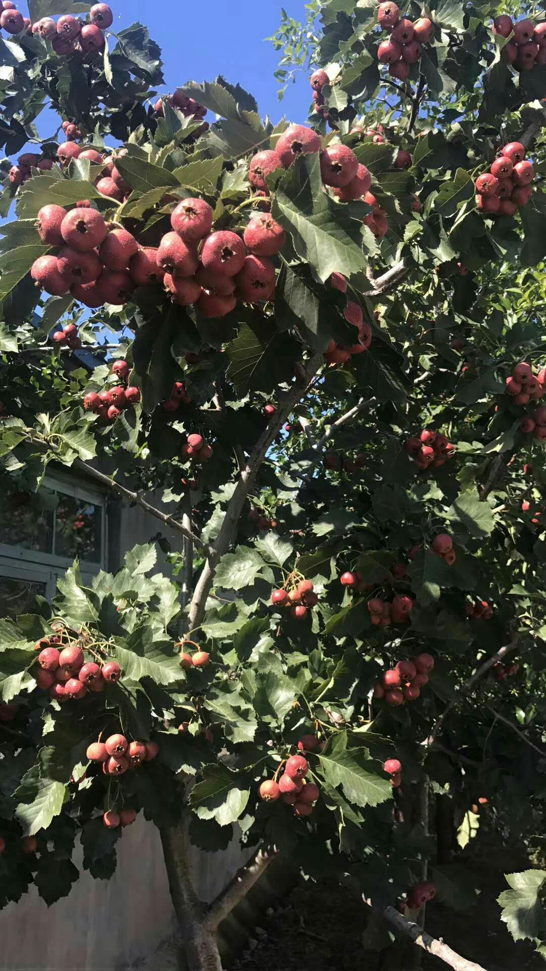 磨盘山楂树苗