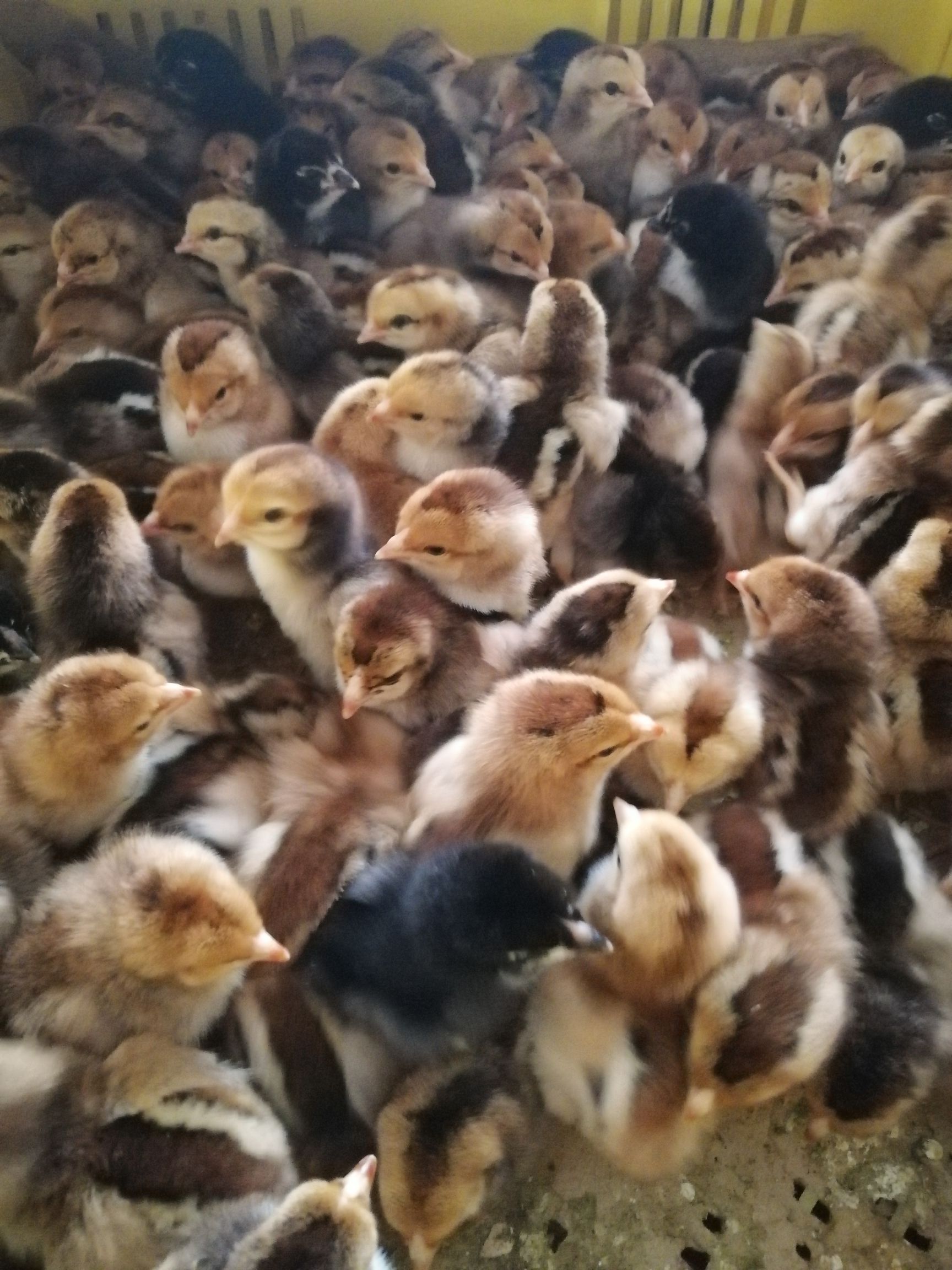 火鸡苗 统货