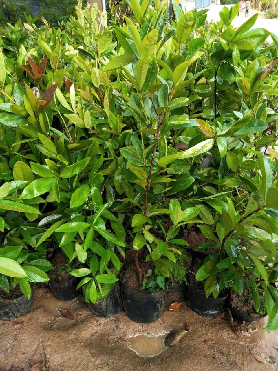 商品详情 巴西樱桃苗 车厘子苗树苗 南北方果树苗广西发货盆栽地栽