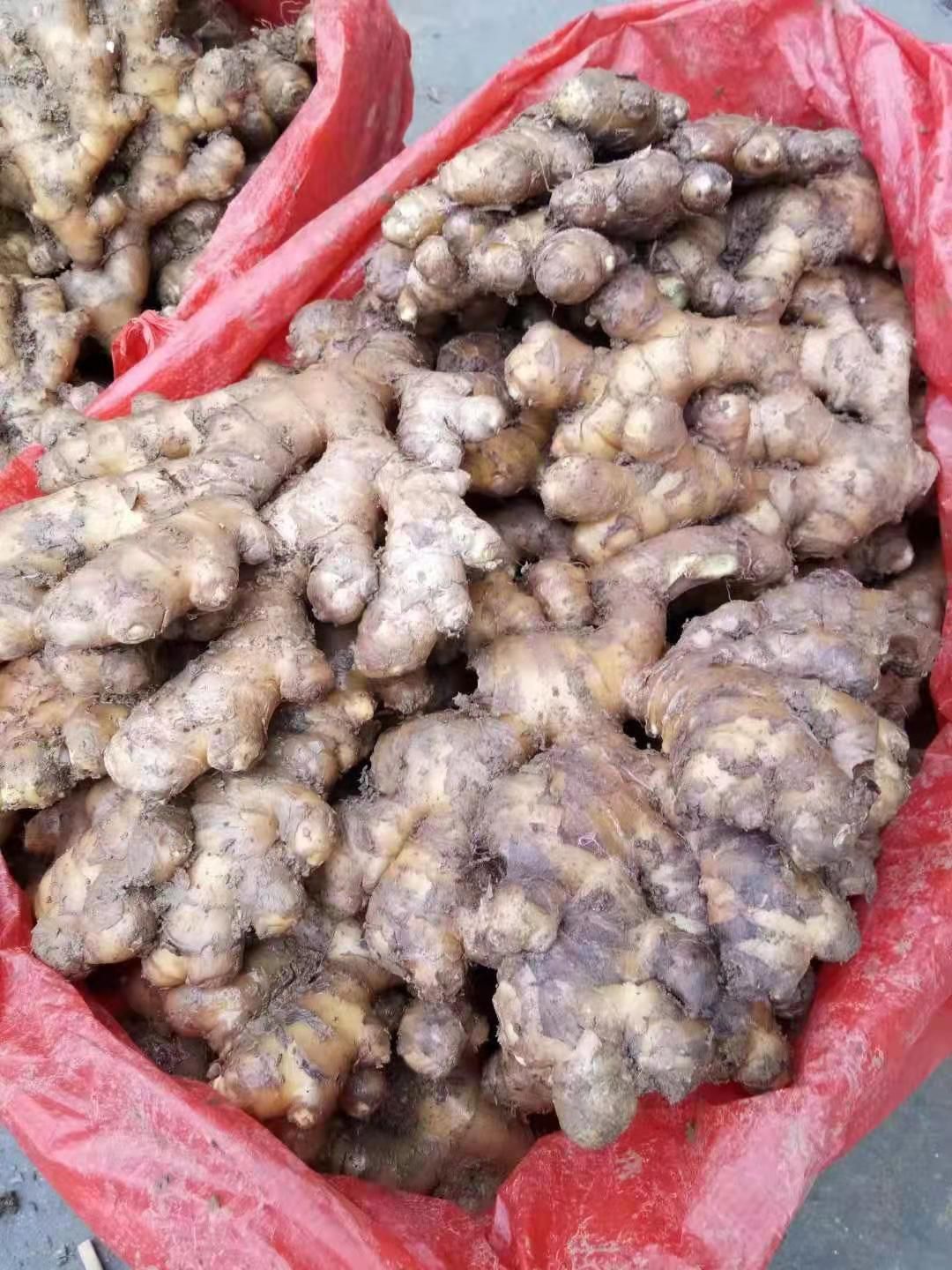 黄姜批发采购_黄姜供应_黄姜价格