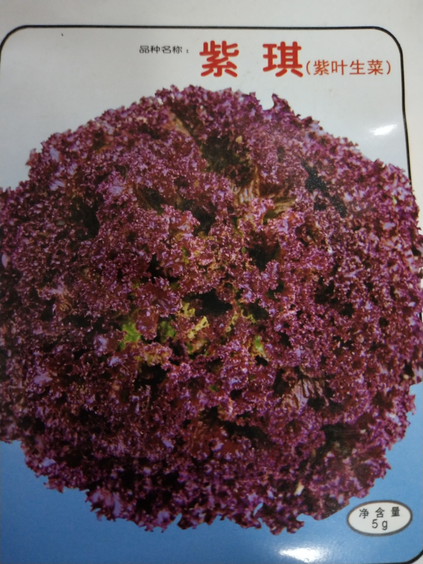 生菜种子 ≥80%