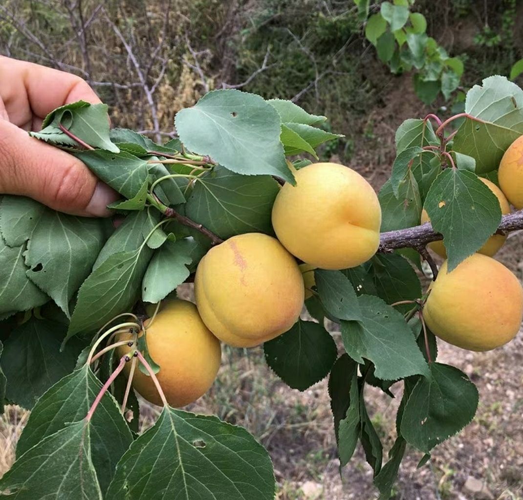 大莓杏,大黄杏,贵妃杏,金玉杏,巨蜜王,特早熟,凯特杏,红丰杏,小白杏