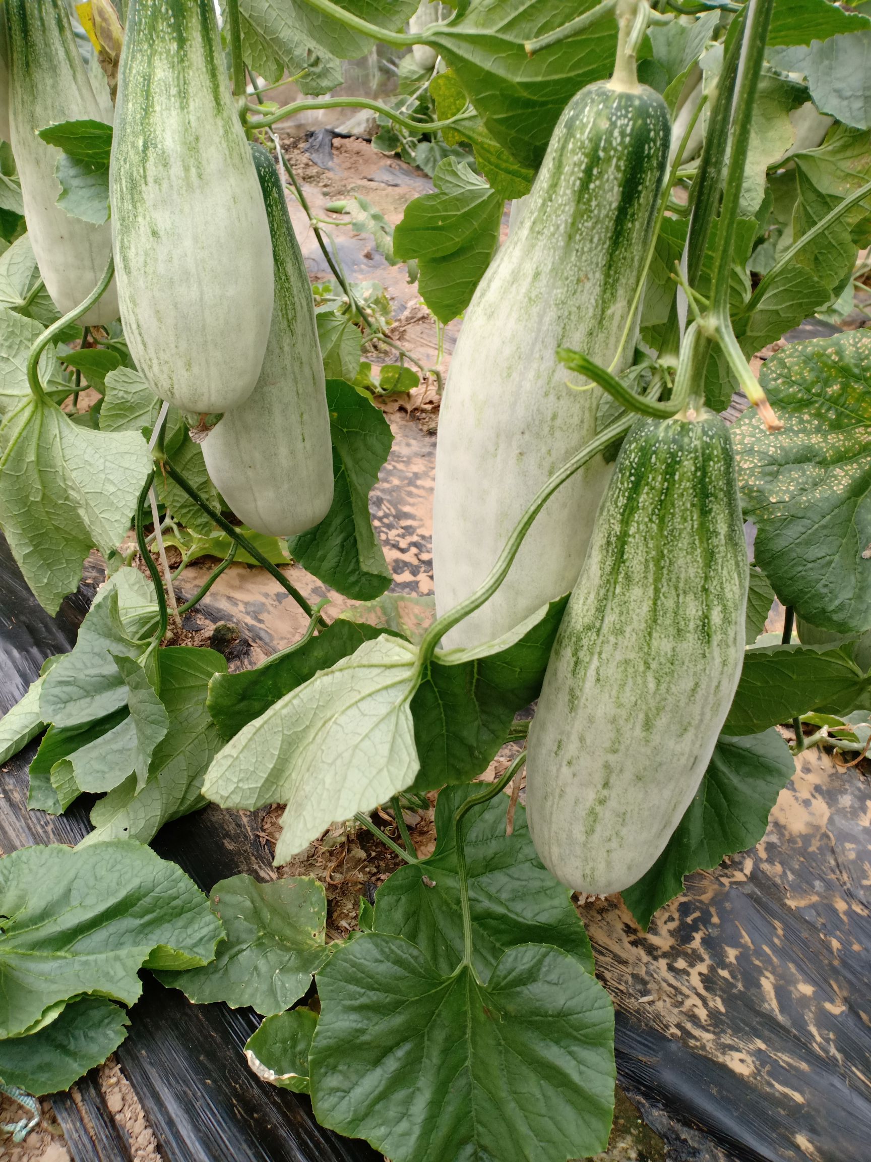羊角蜜甜瓜 0.5斤以上