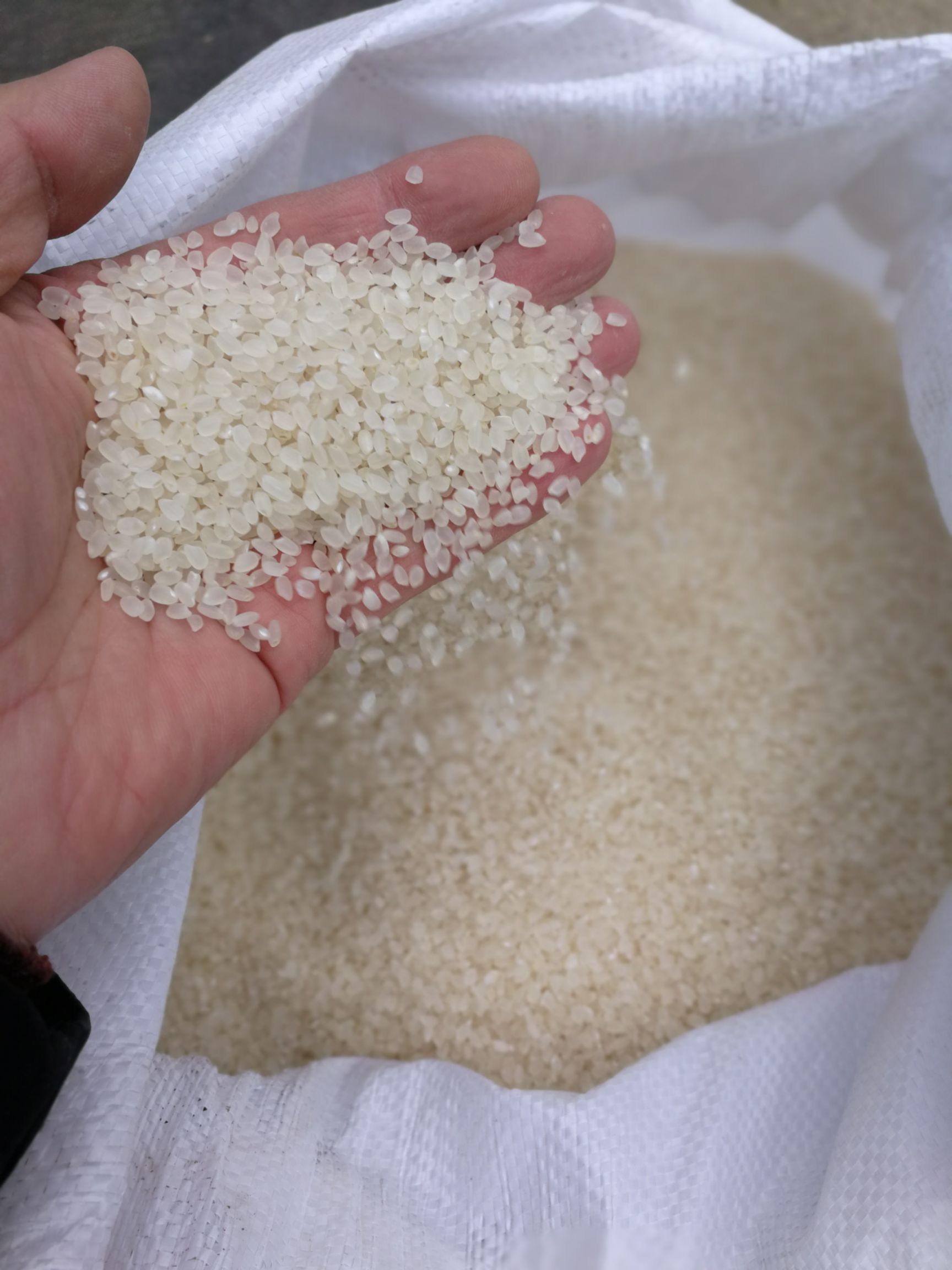 东北大米 一等品 一季稻 粳米