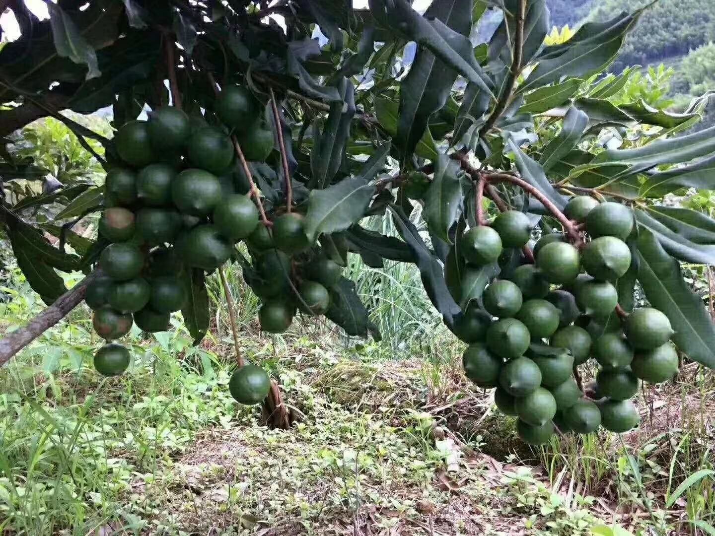 广西钦州灵山县澳洲坚果苗 南北方种植年种年结果