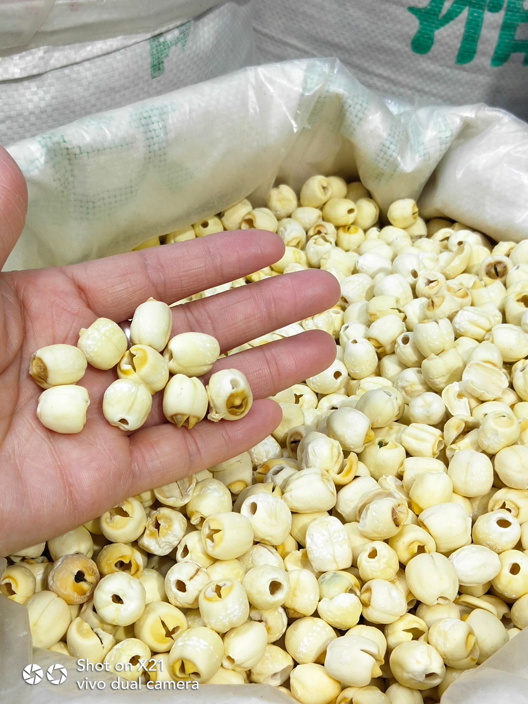 莲子 湖南白莲 水泡莲 颗粒饱满 规格齐全