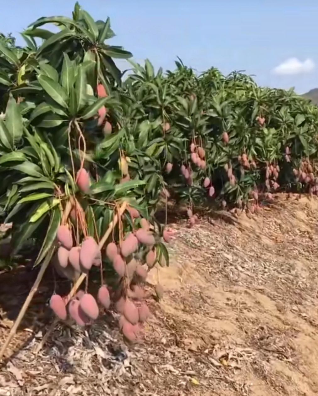 贵妃芒果苗 红贵妃芒果,果色粉红,肉质香甜,种植当年结果.