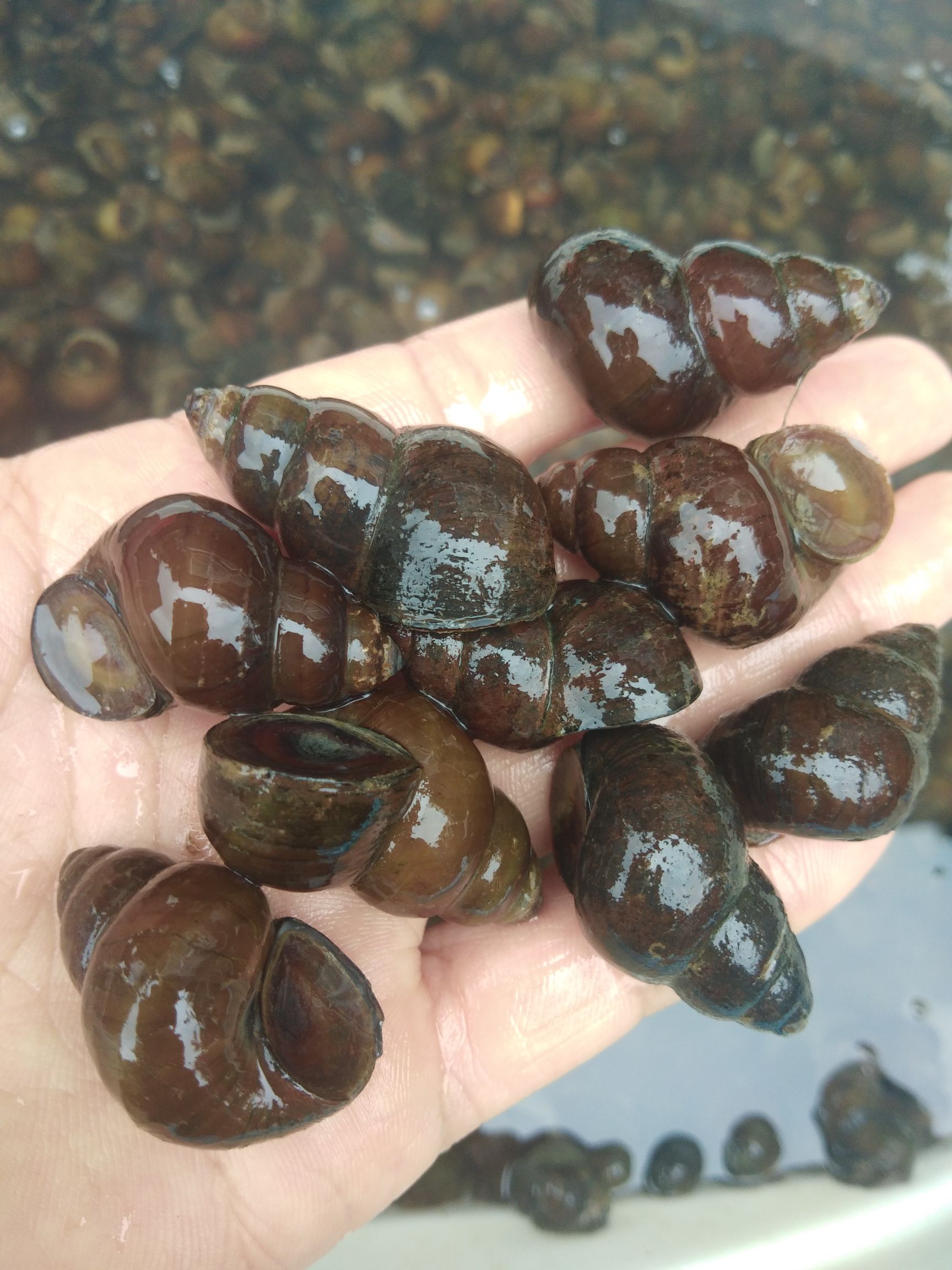供应大厅  水产 淡水螺   商品属性 品种名:石螺 用途:食用 类型:鲜活
