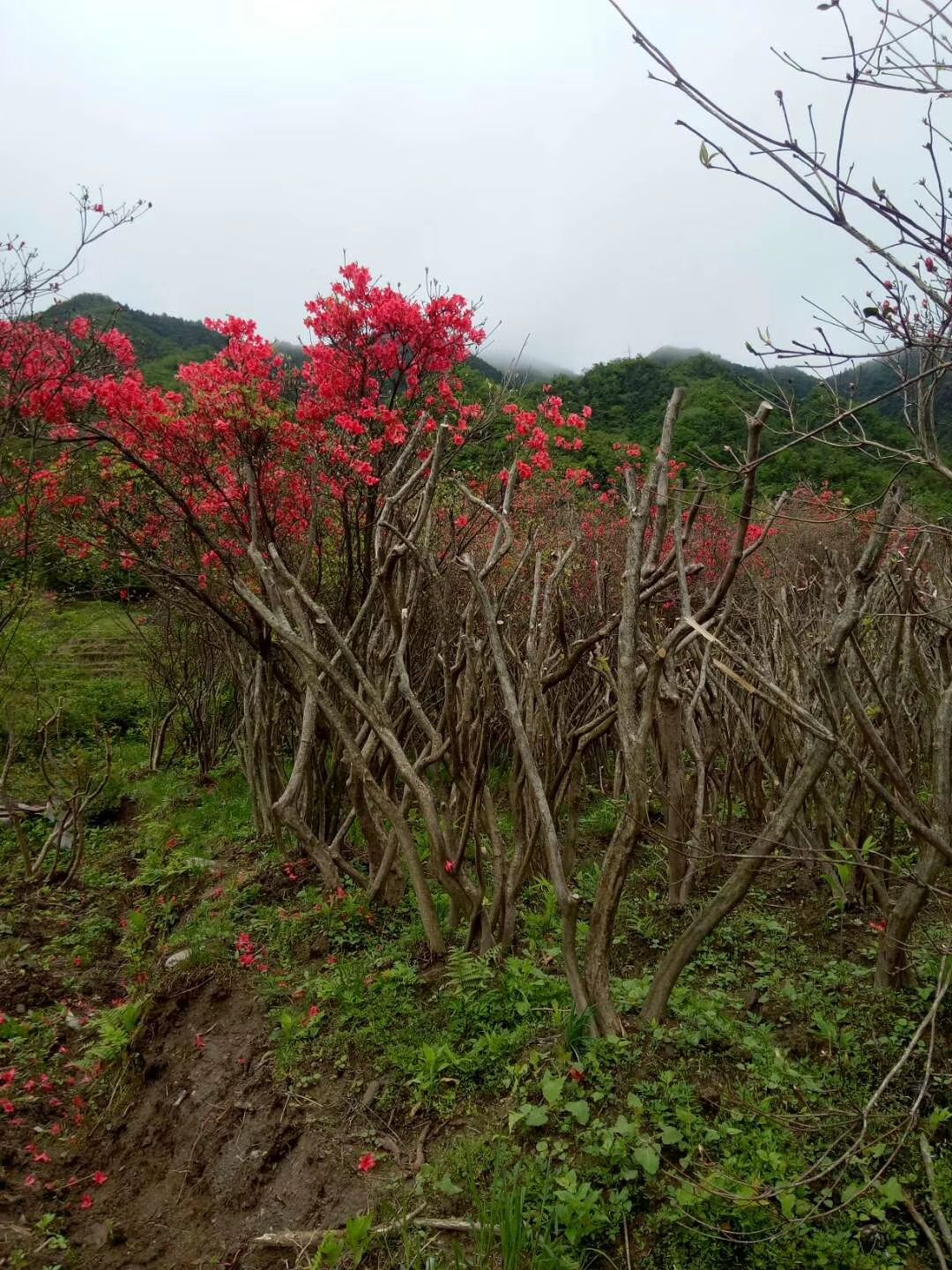 湖南邵阳隆回县映山红 1.5~2.0米