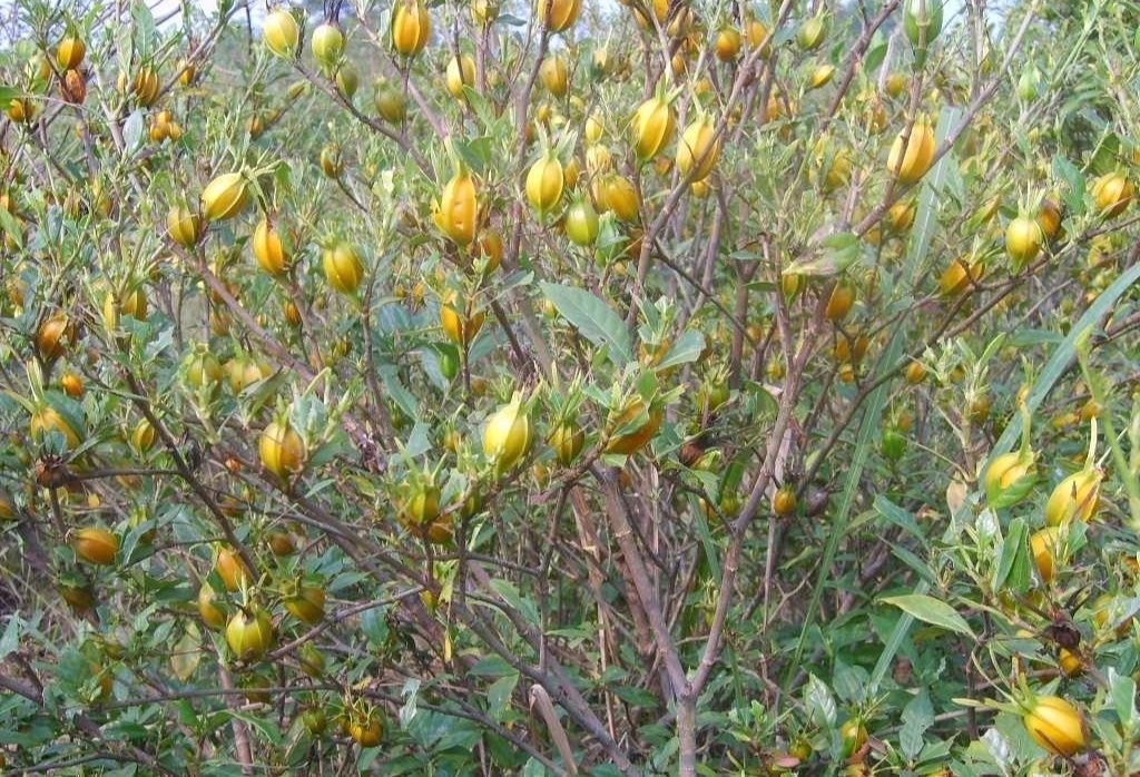 商品详情 黄栀子,山栀,白蟾,是茜草科植物栀子的果实.