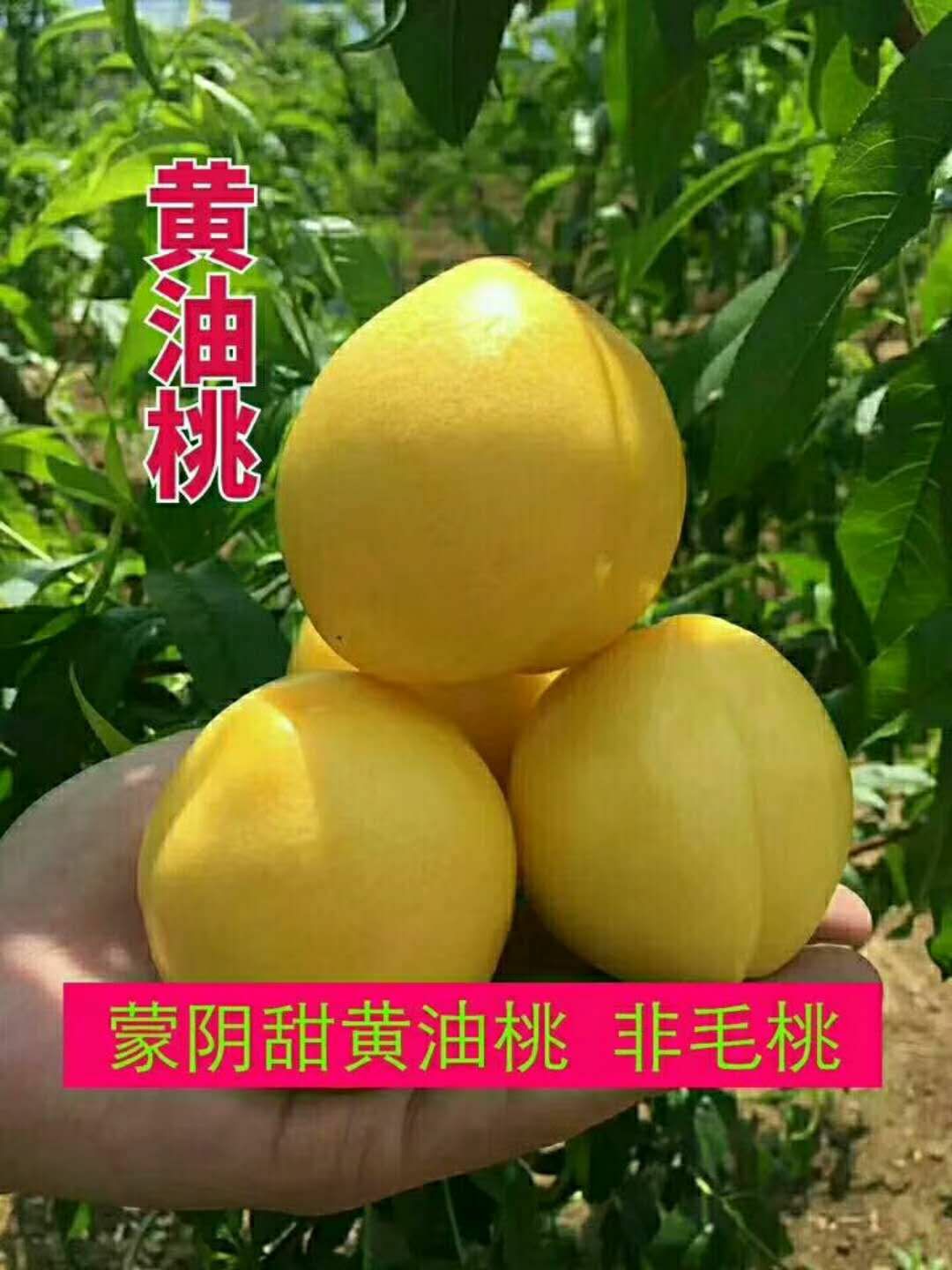 中油油桃 沂蒙山黄金油桃,孕妇放心水果