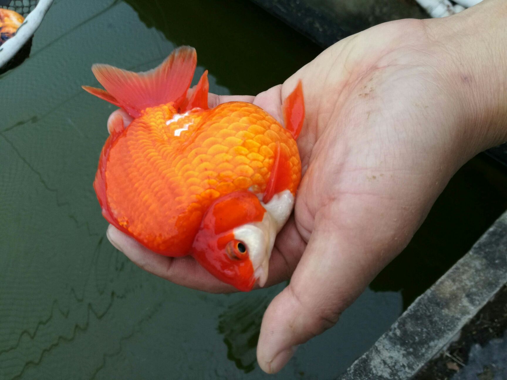 红草金鱼