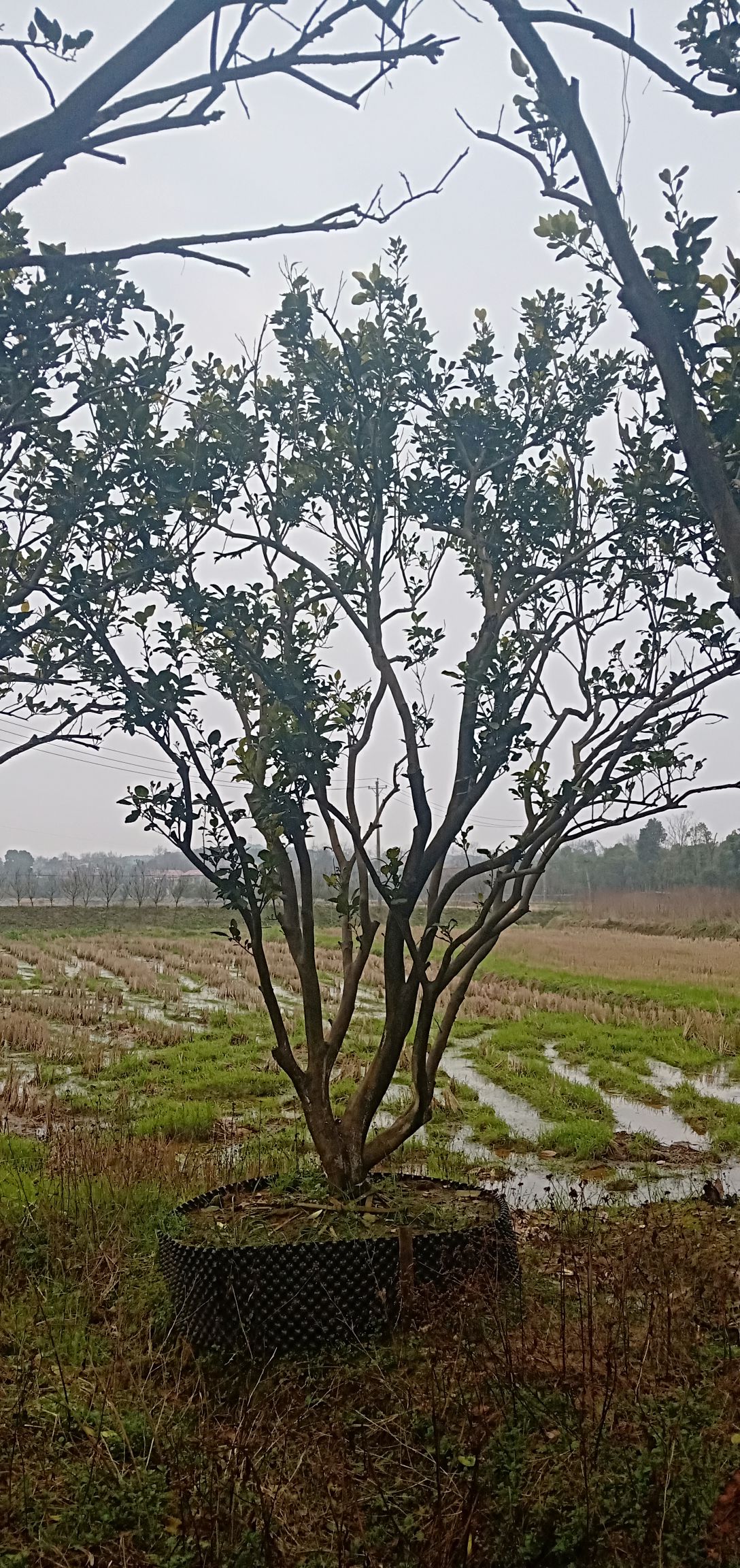 香橼树