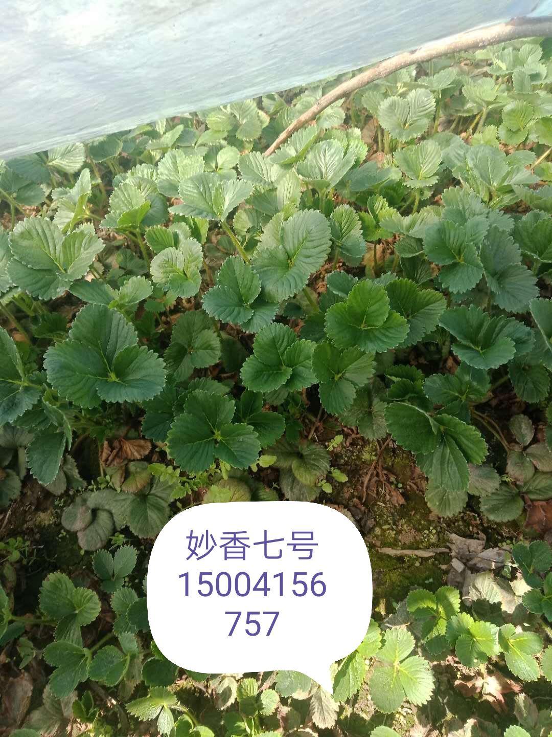 妙香7号草莓苗 10公分以下 地栽苗