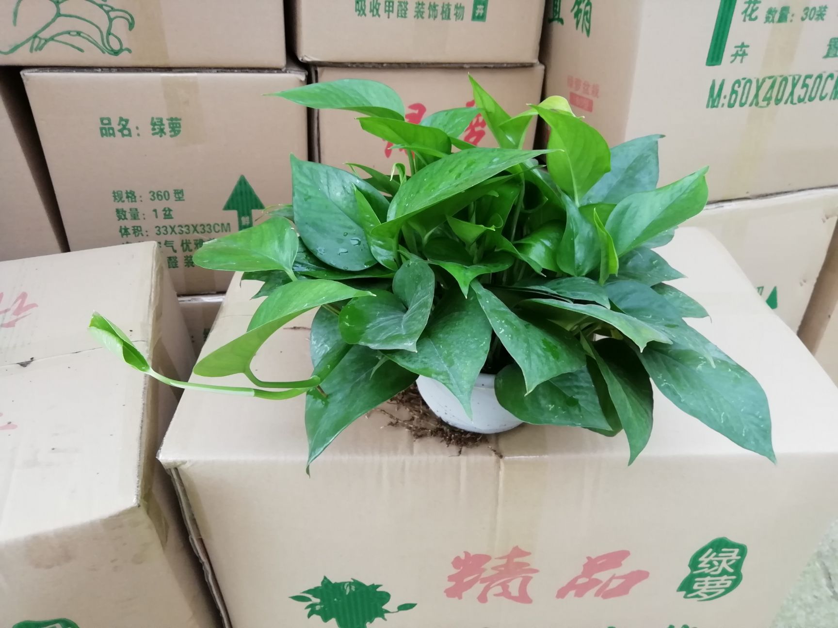 [绿萝批发]绿萝 绿萝180型号价格5.5元/盆 120盆起批 惠农网