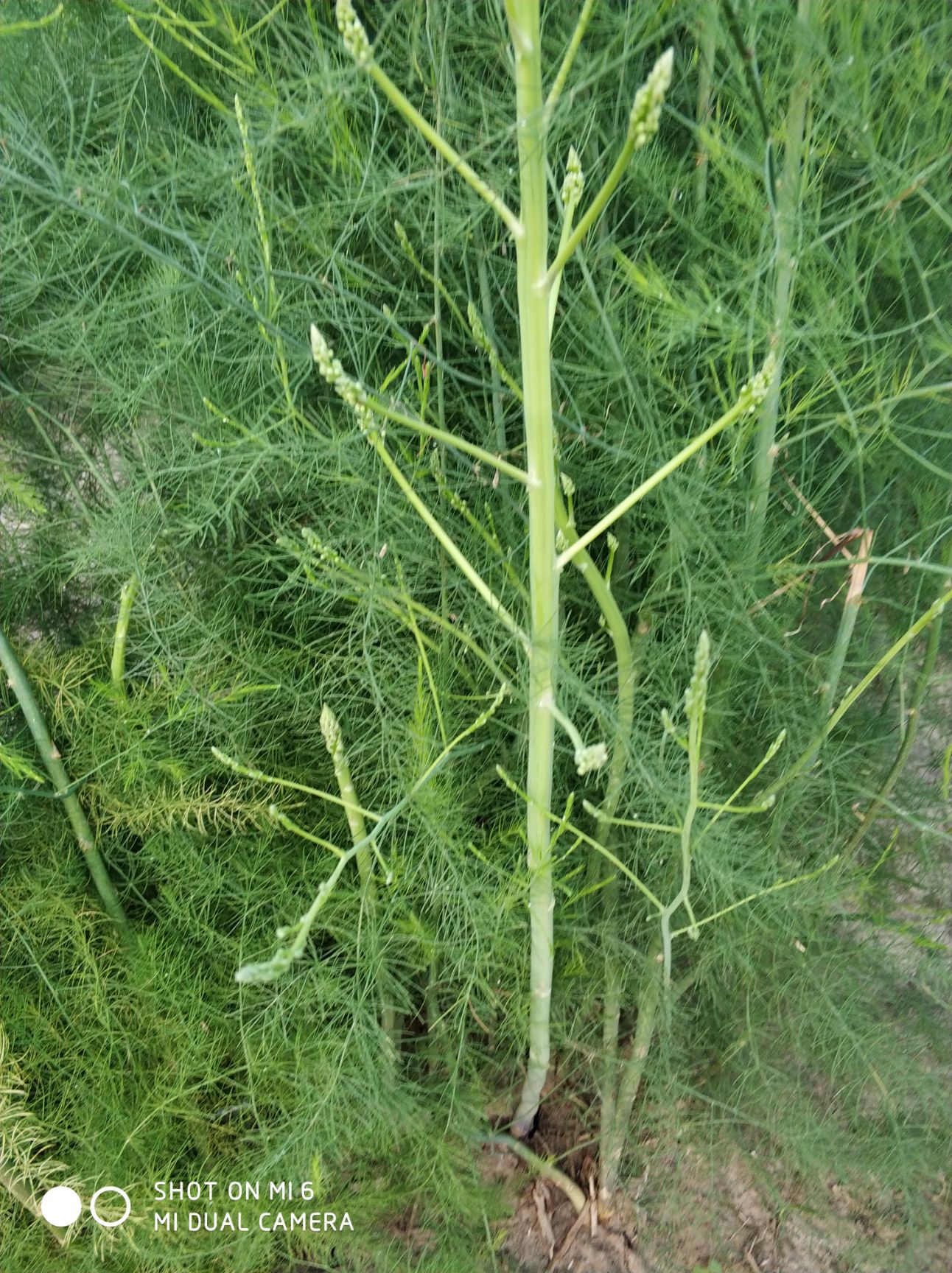 芦笋苗 优质 现挖发货 大田地栽种,芦笋小苗栽种