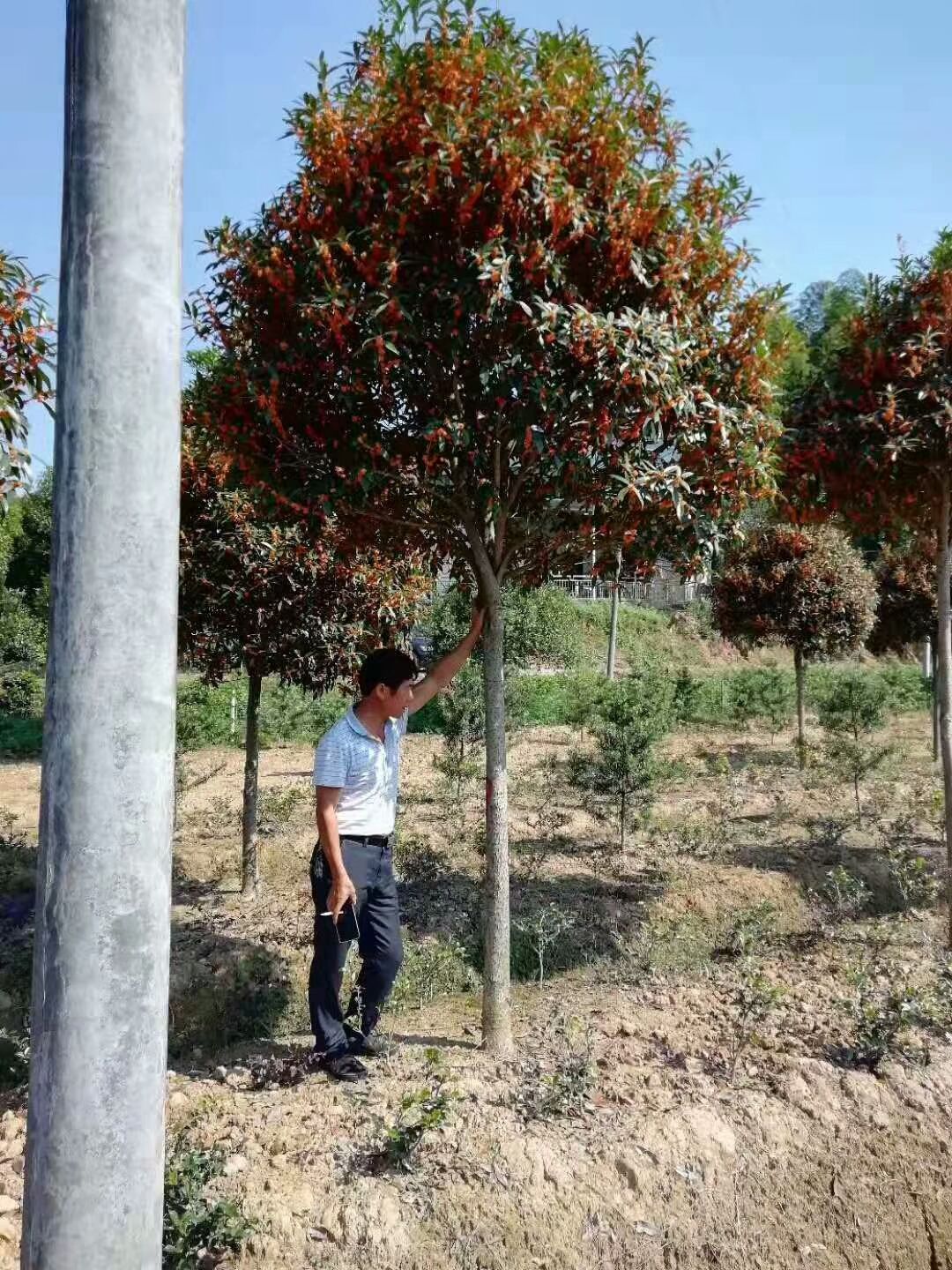 状元红桂花树