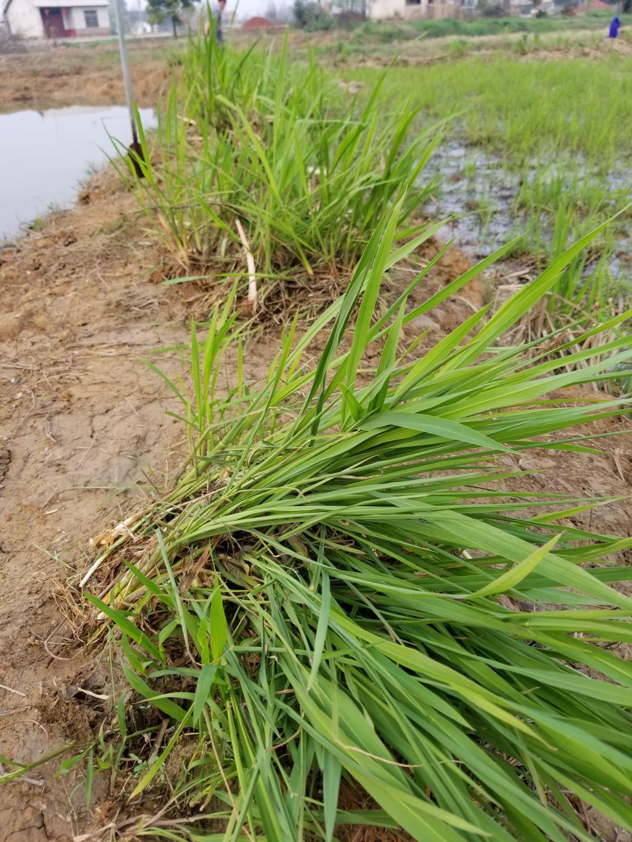 茭白种苗