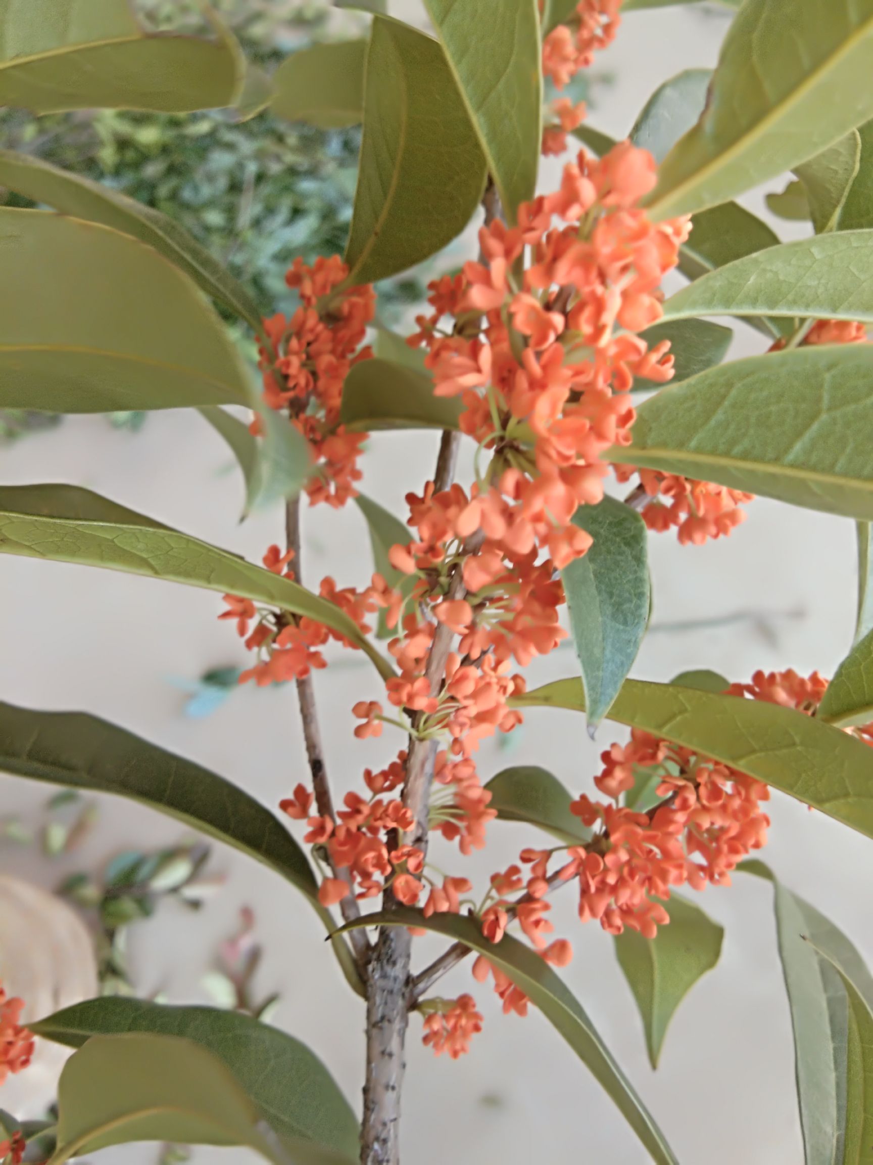 状元红桂花树