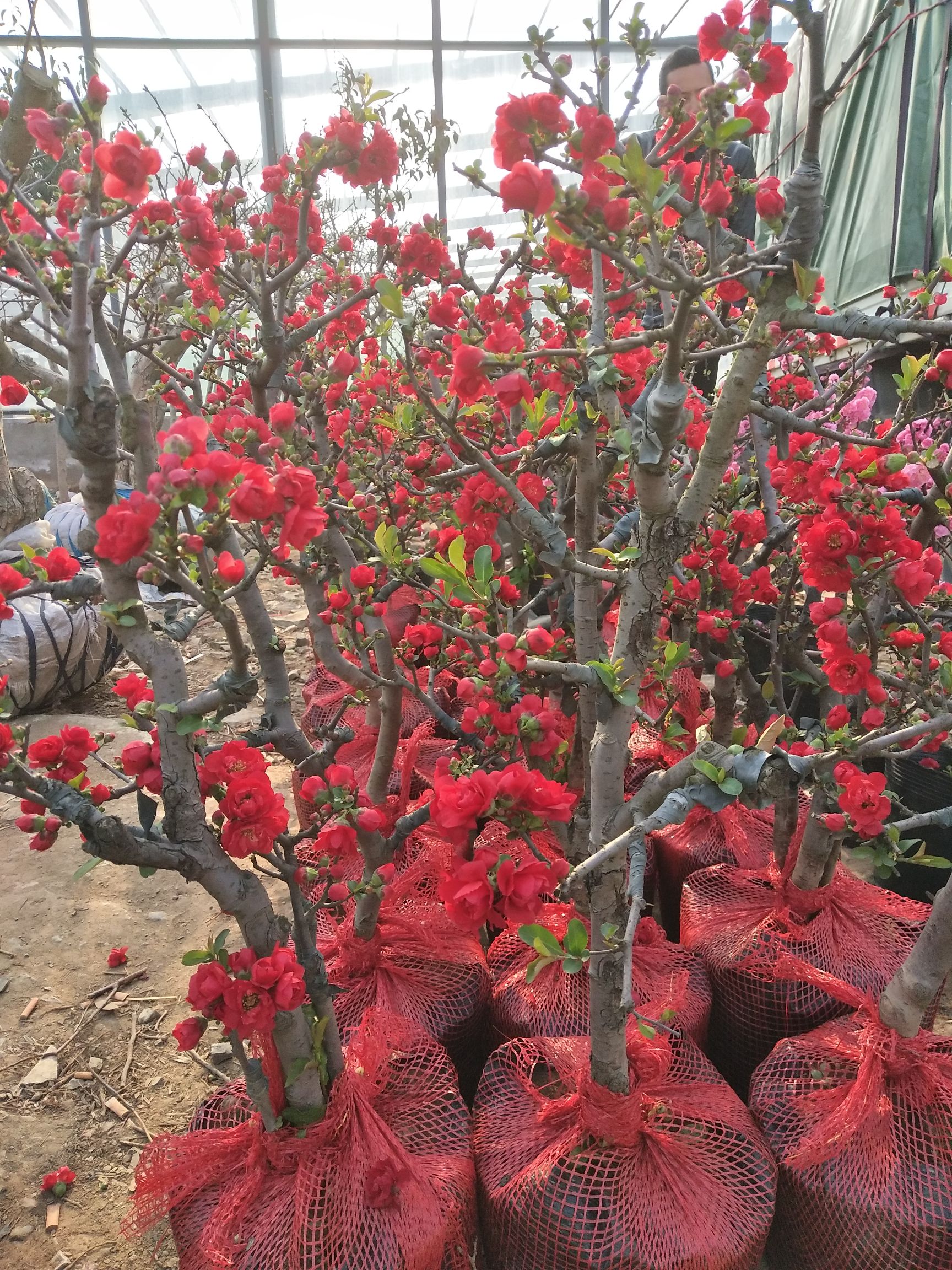 嫁接海棠花 保质保量 包成活 保纯度 山东种苗