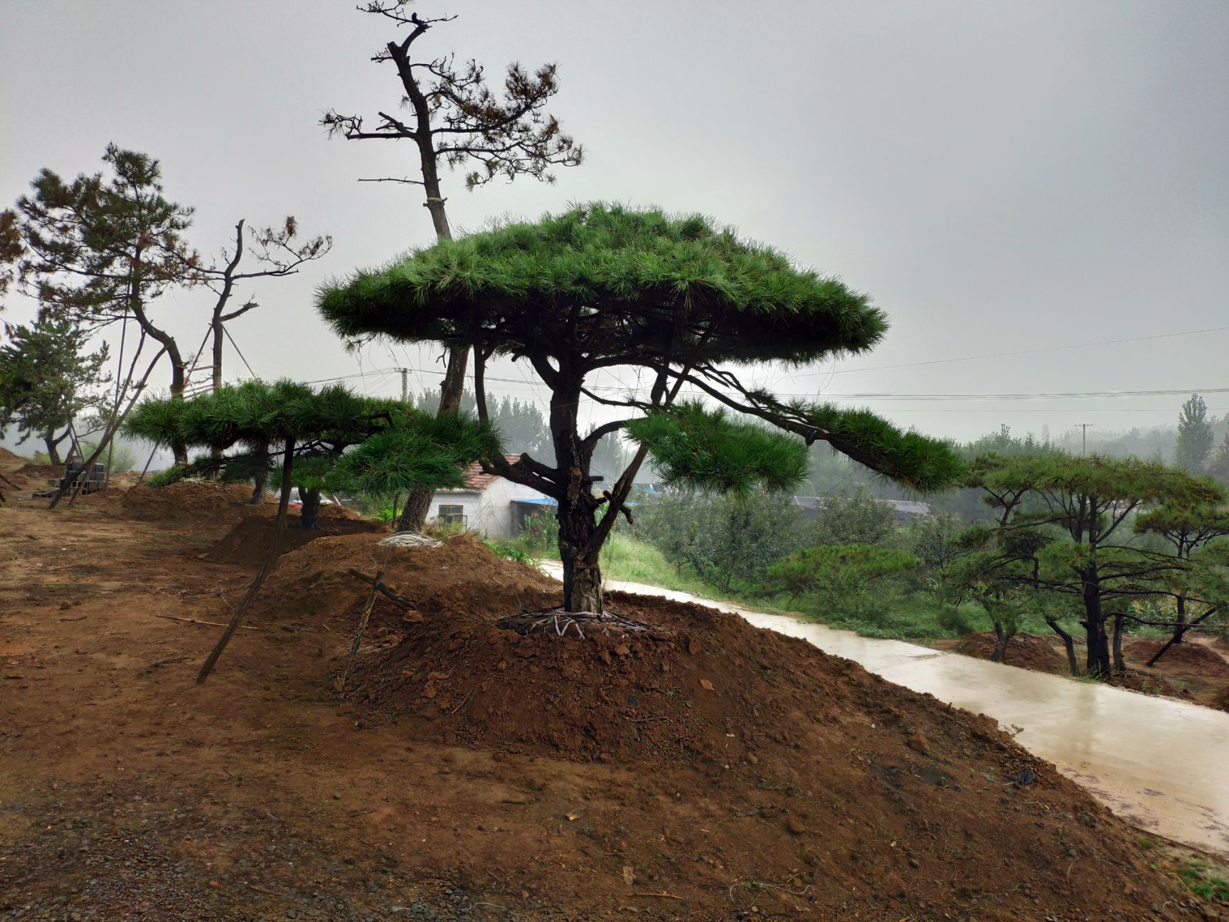 [造型油松批发]造型油松 价格100元/棵 - 惠农网
