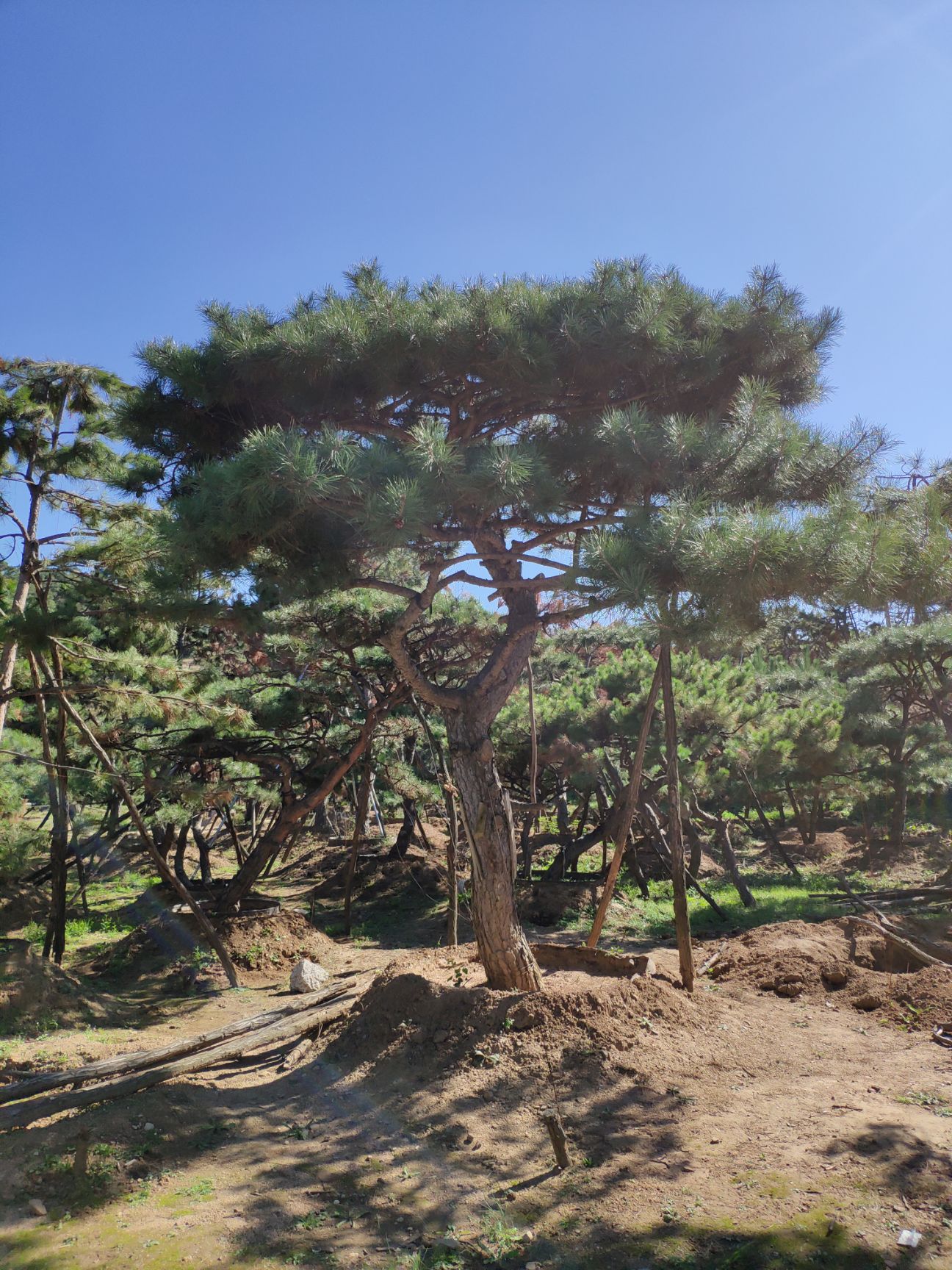 造型油松